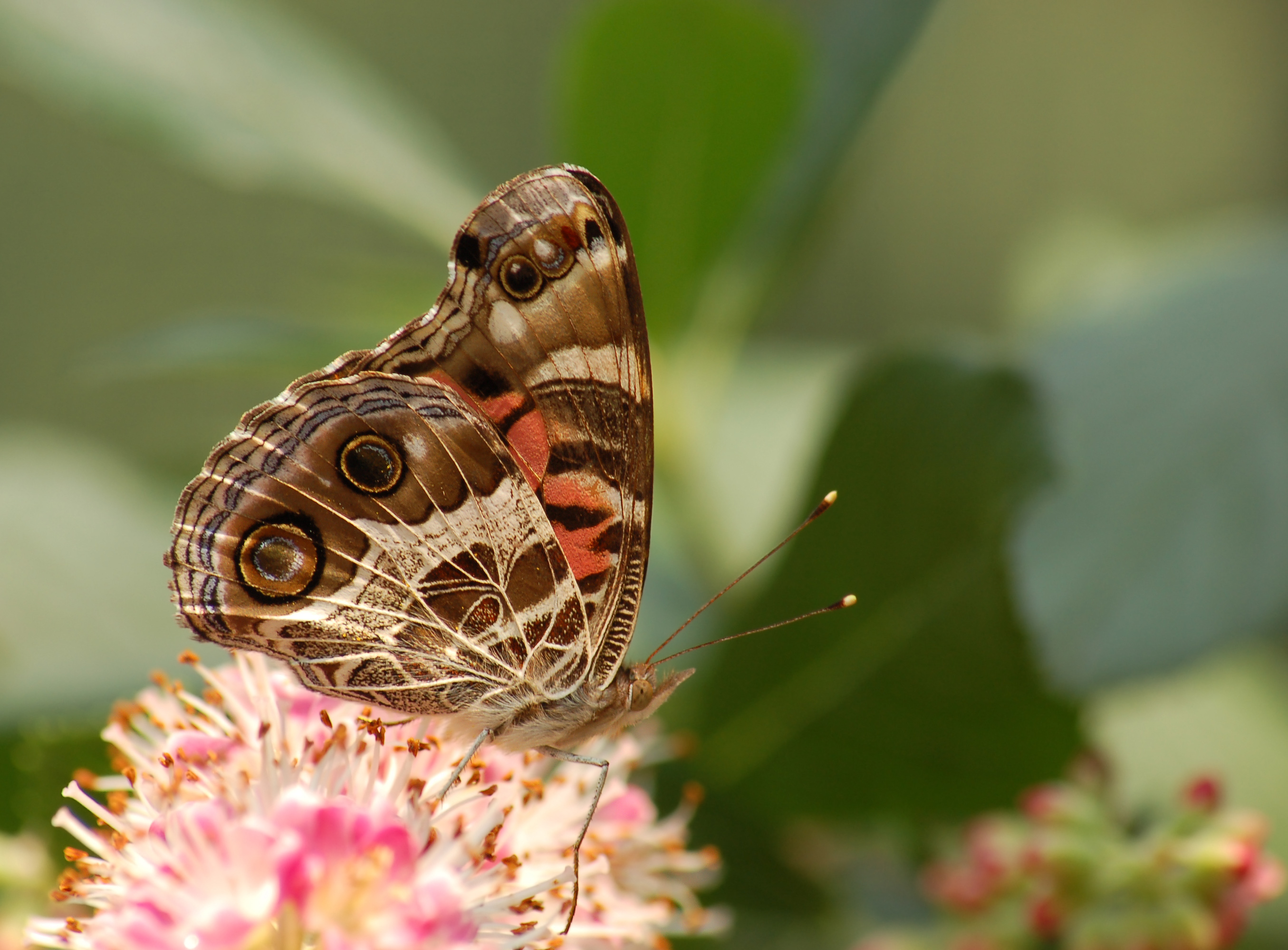 American Lady Vanessa virginiensis Ventral 2710px
