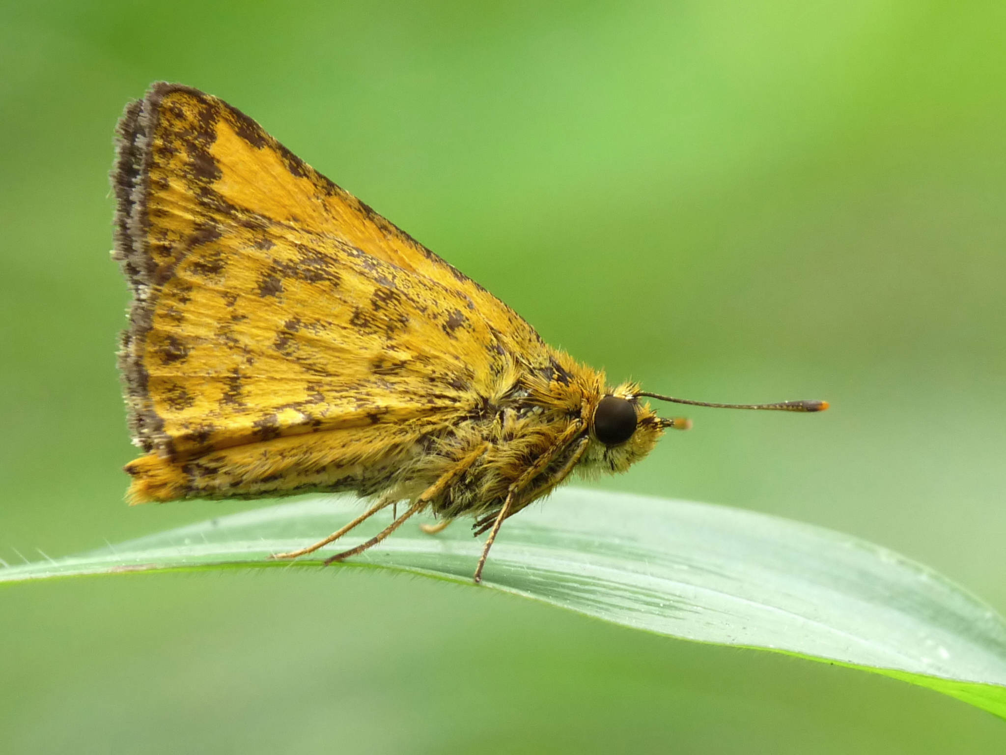 Ampittia dioscorides of Kadavoor