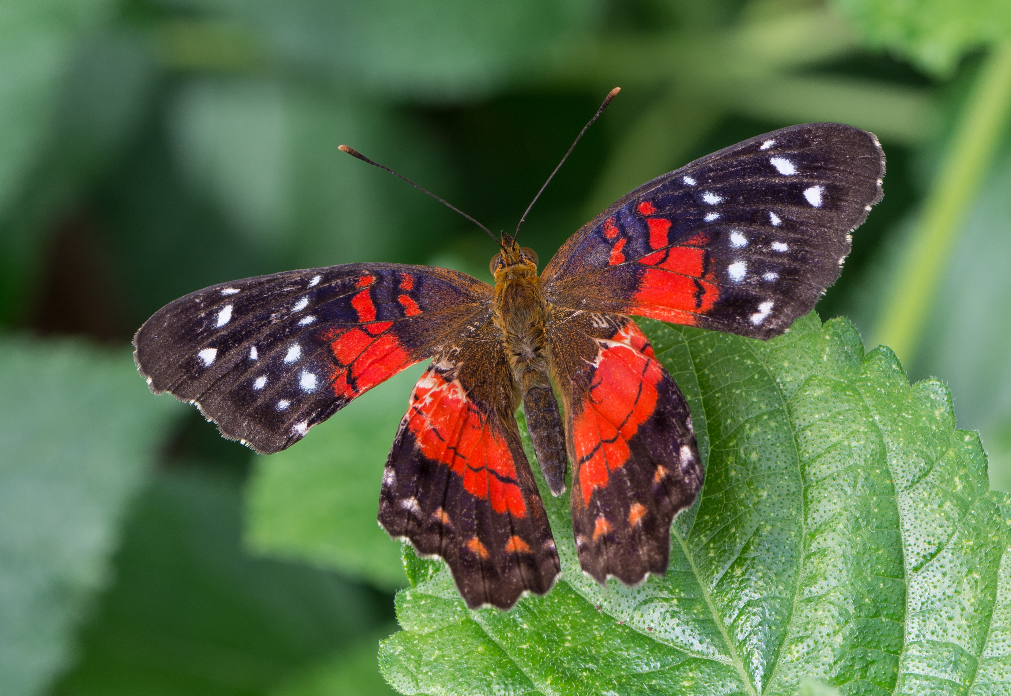 Anartia amathea 01 2014