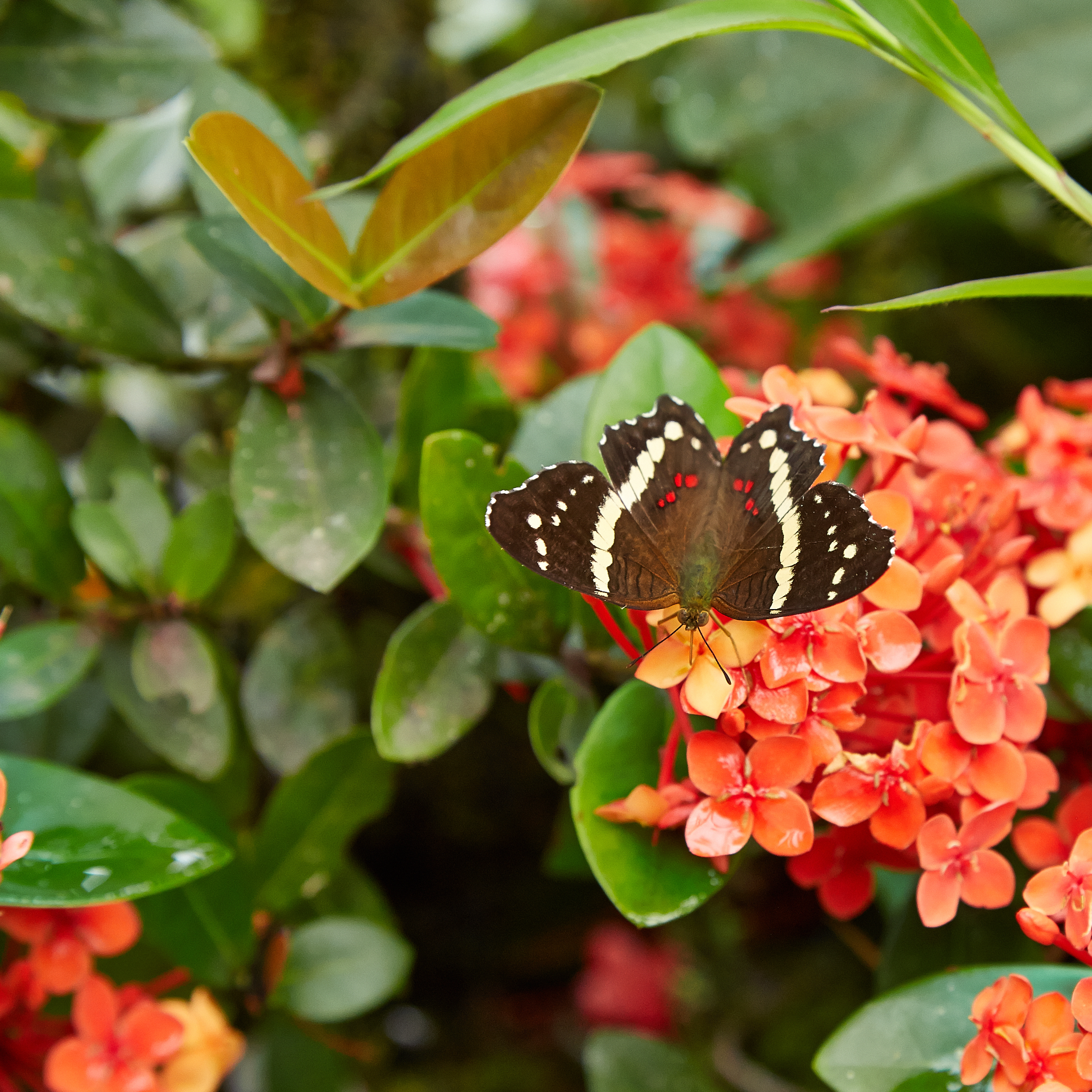 Anartia fatima-IMG 0706