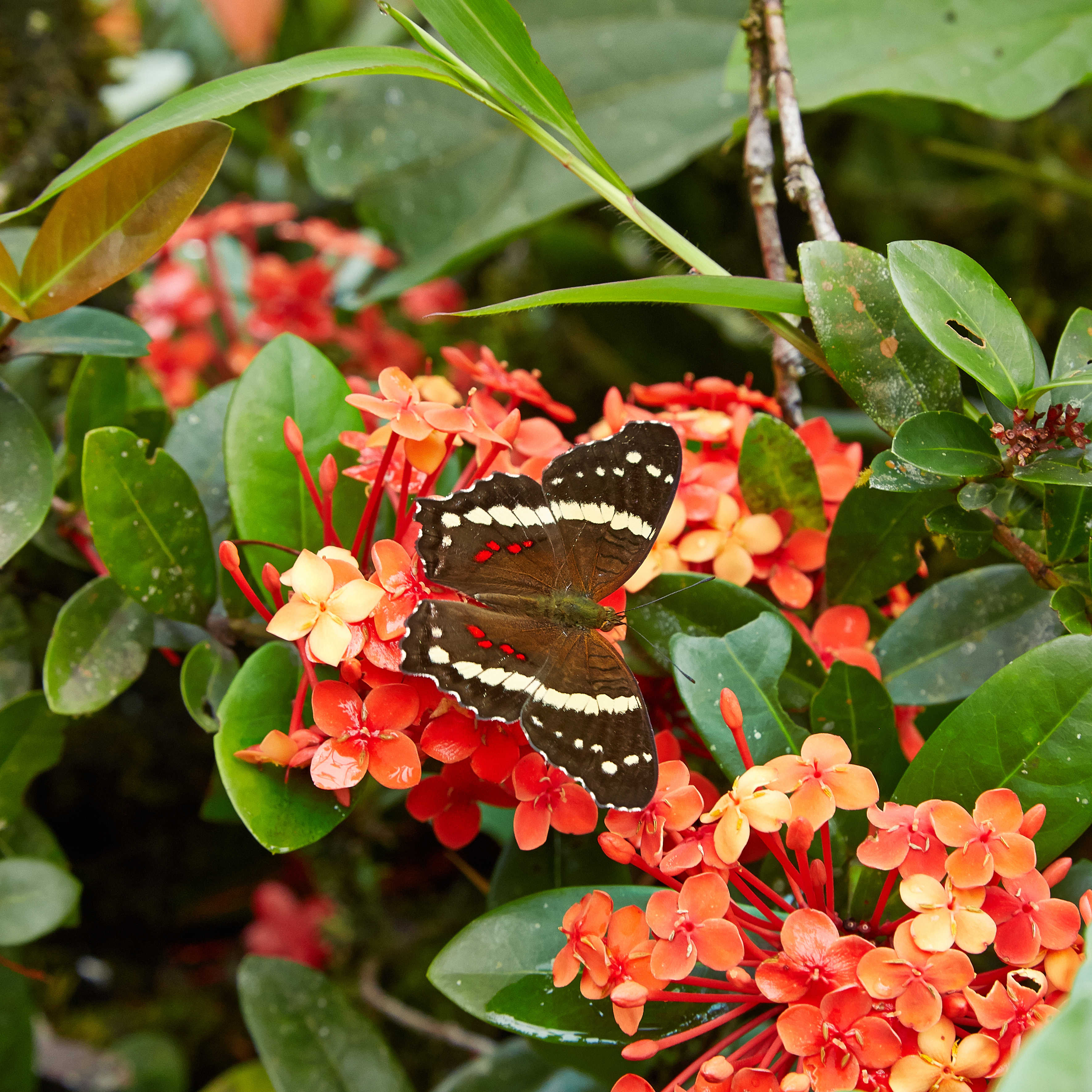 Anartia fatima-IMG 0713