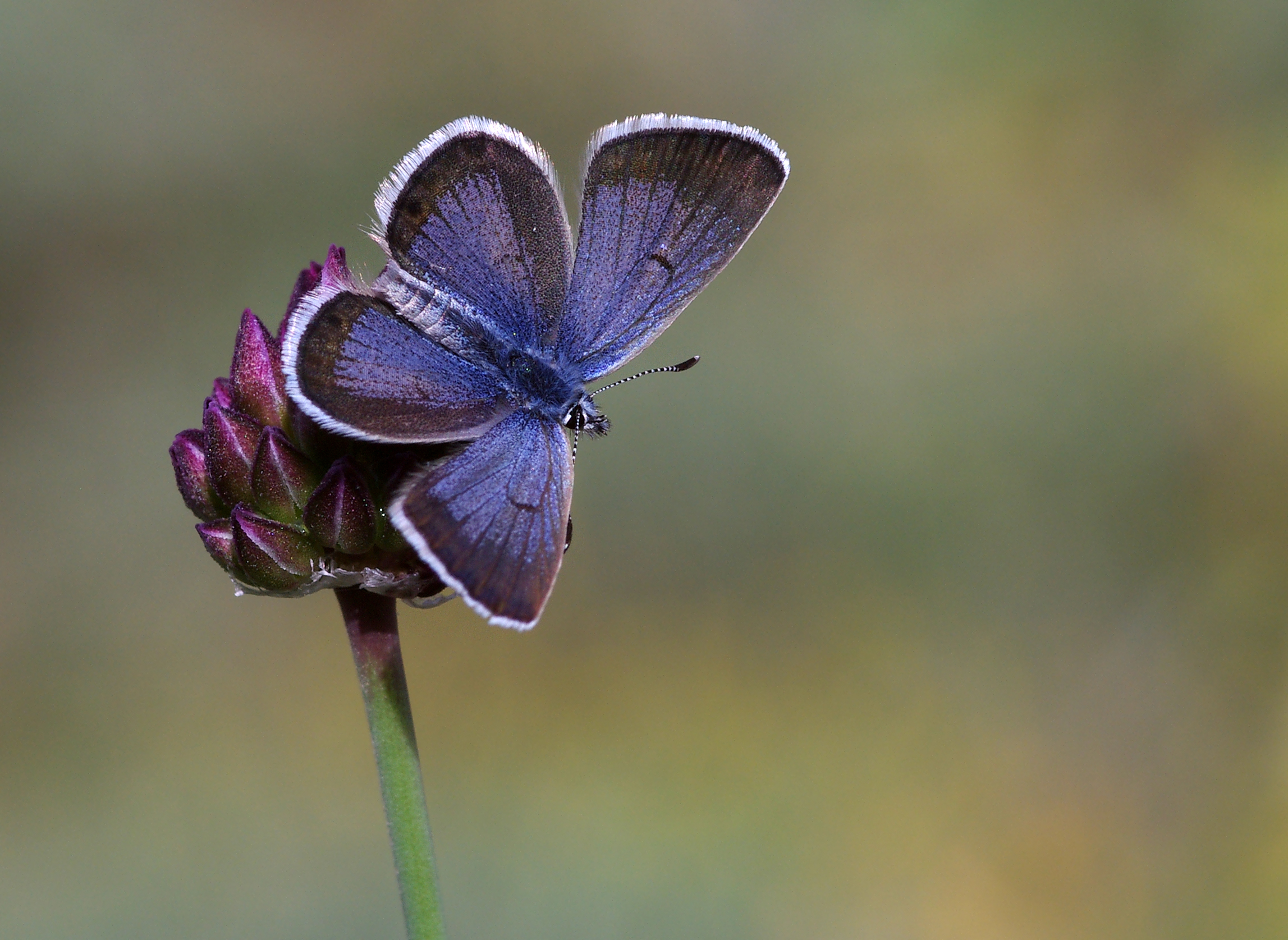 Anatolian Odd-spot Blue - Turanana endymion 02