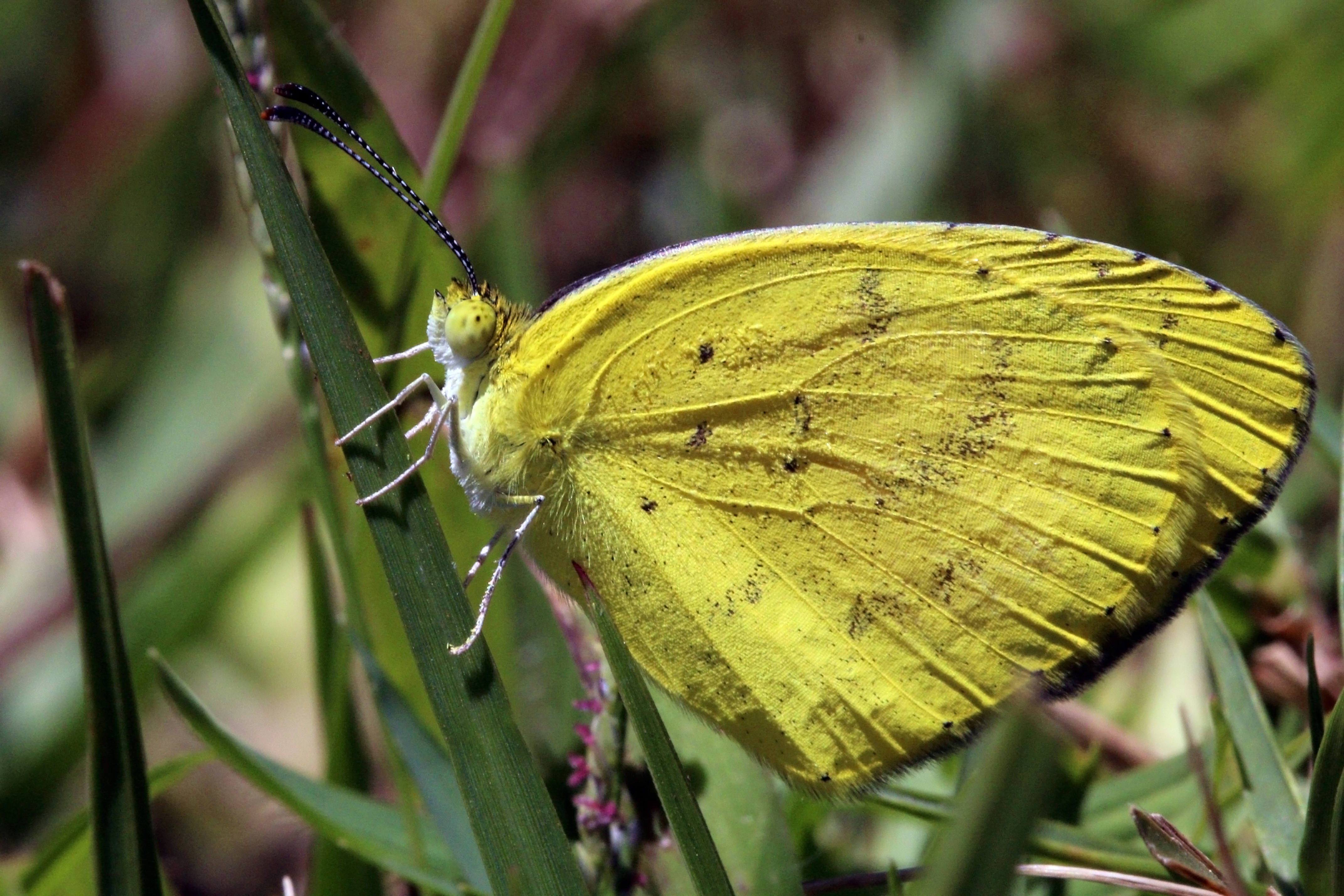Angled grass yellow (Eurema desjardinsii marshalli)