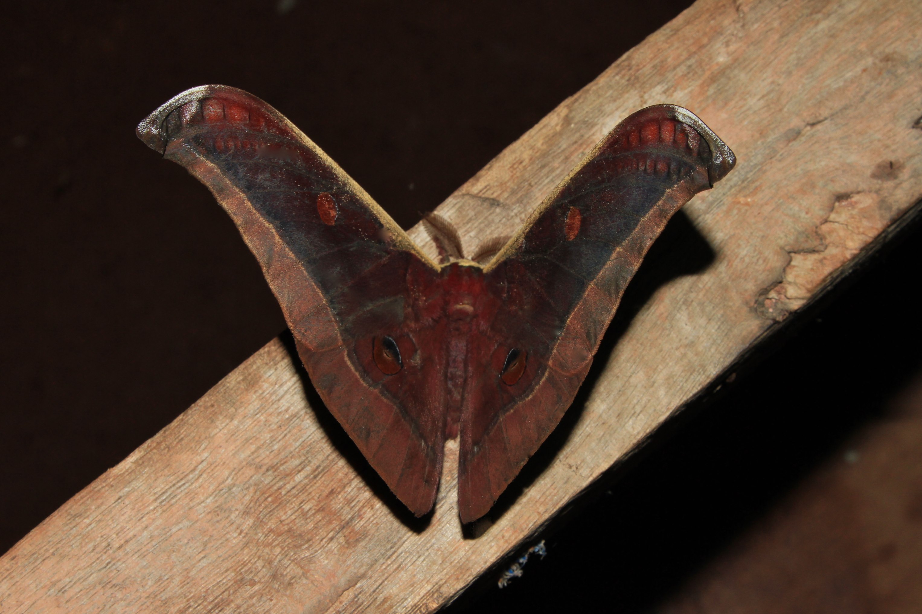 Antheraea assamensis, male (Saturniidae) (5717376122)