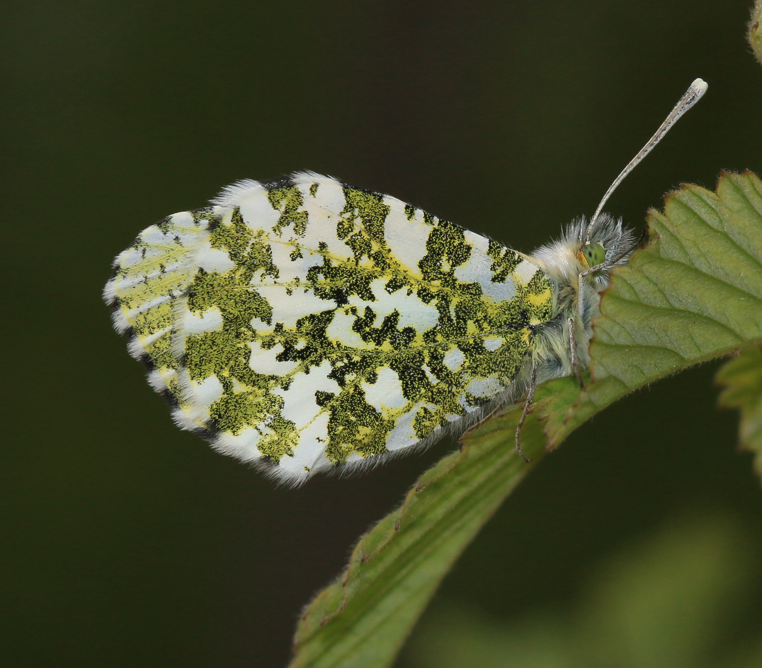 Anthocharis cardamines - female - Flickr - S. Rae