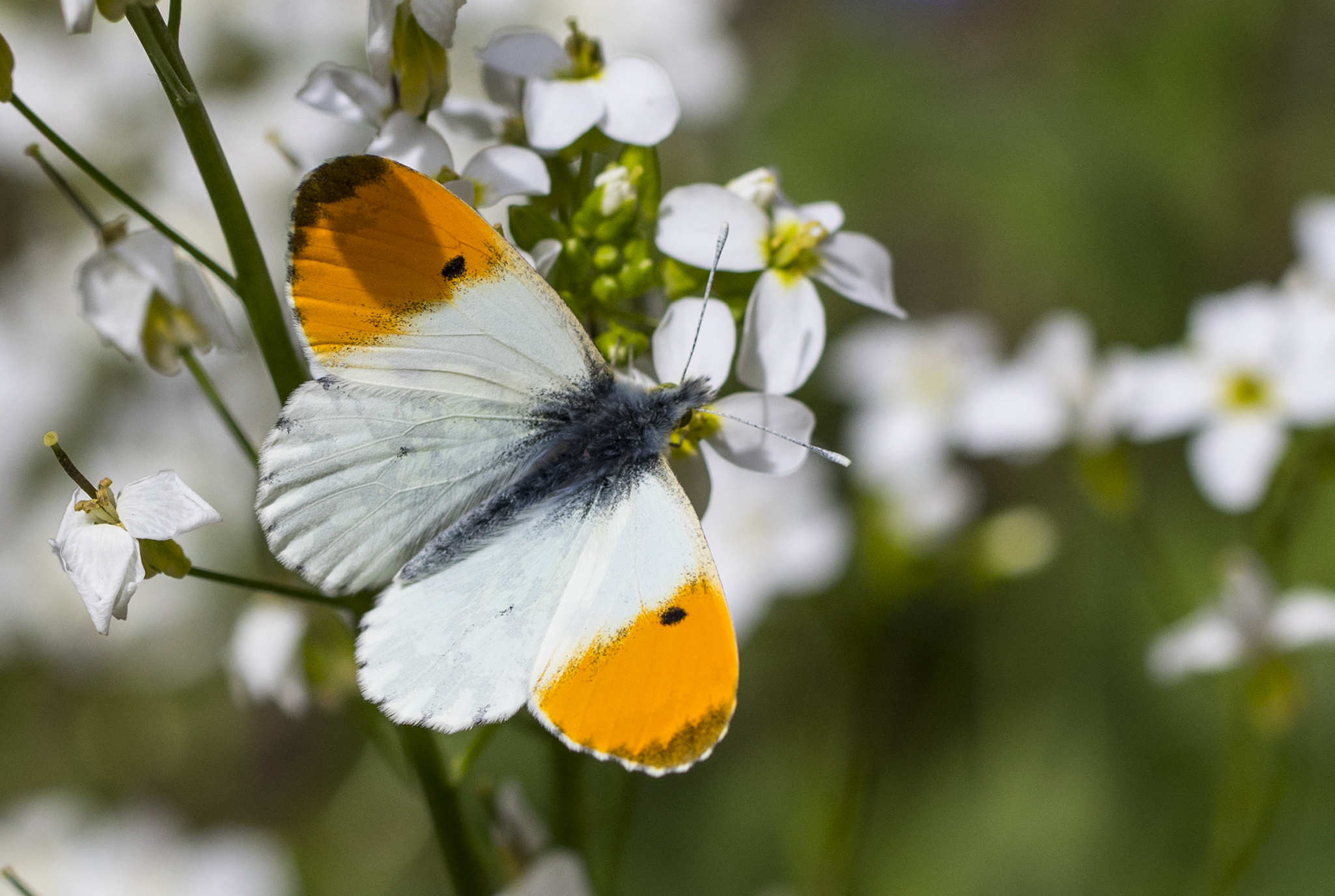 Anthocharis cardamines - Turuncu süslü 12