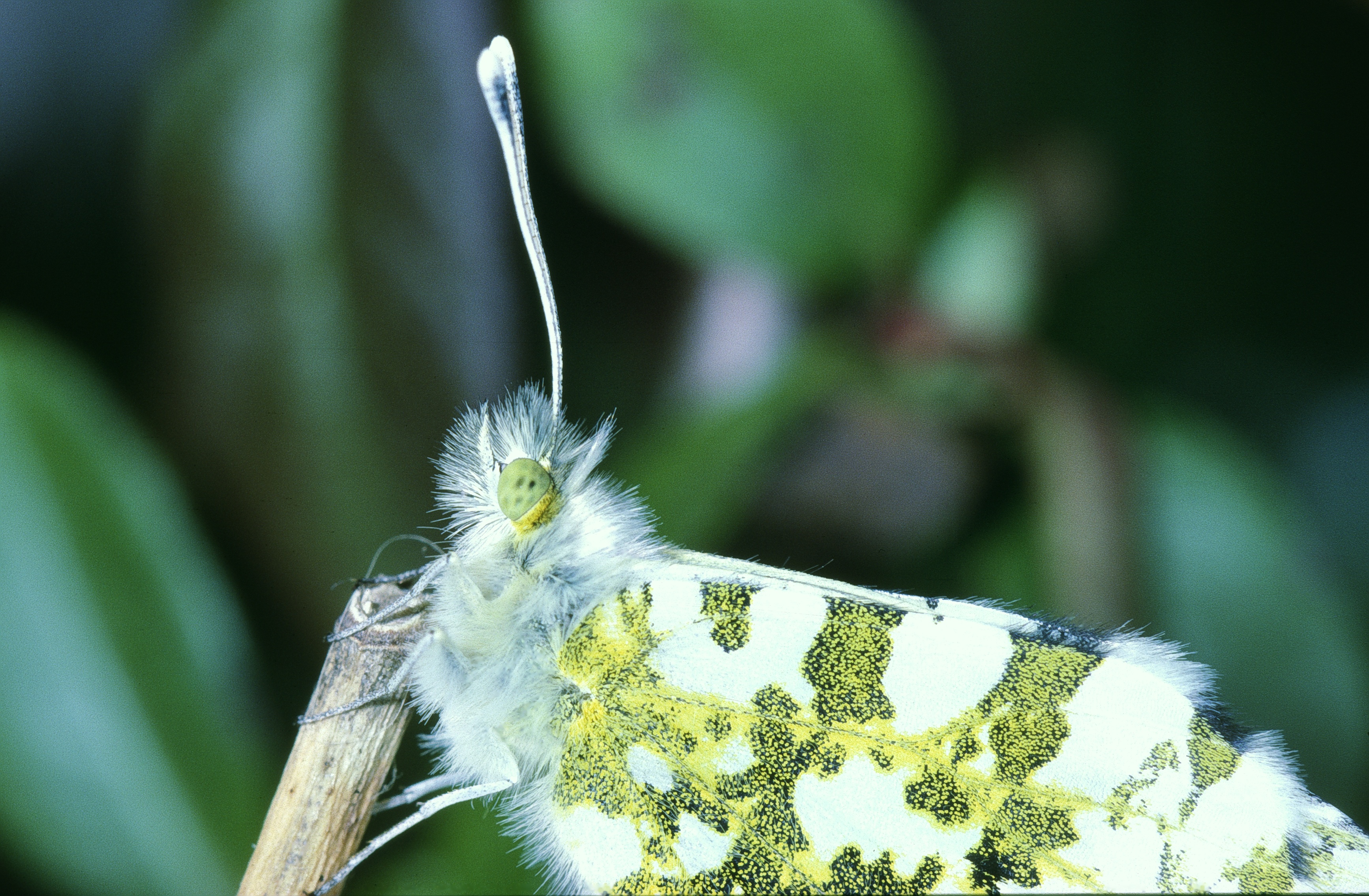 Anthocharis cardamines 21