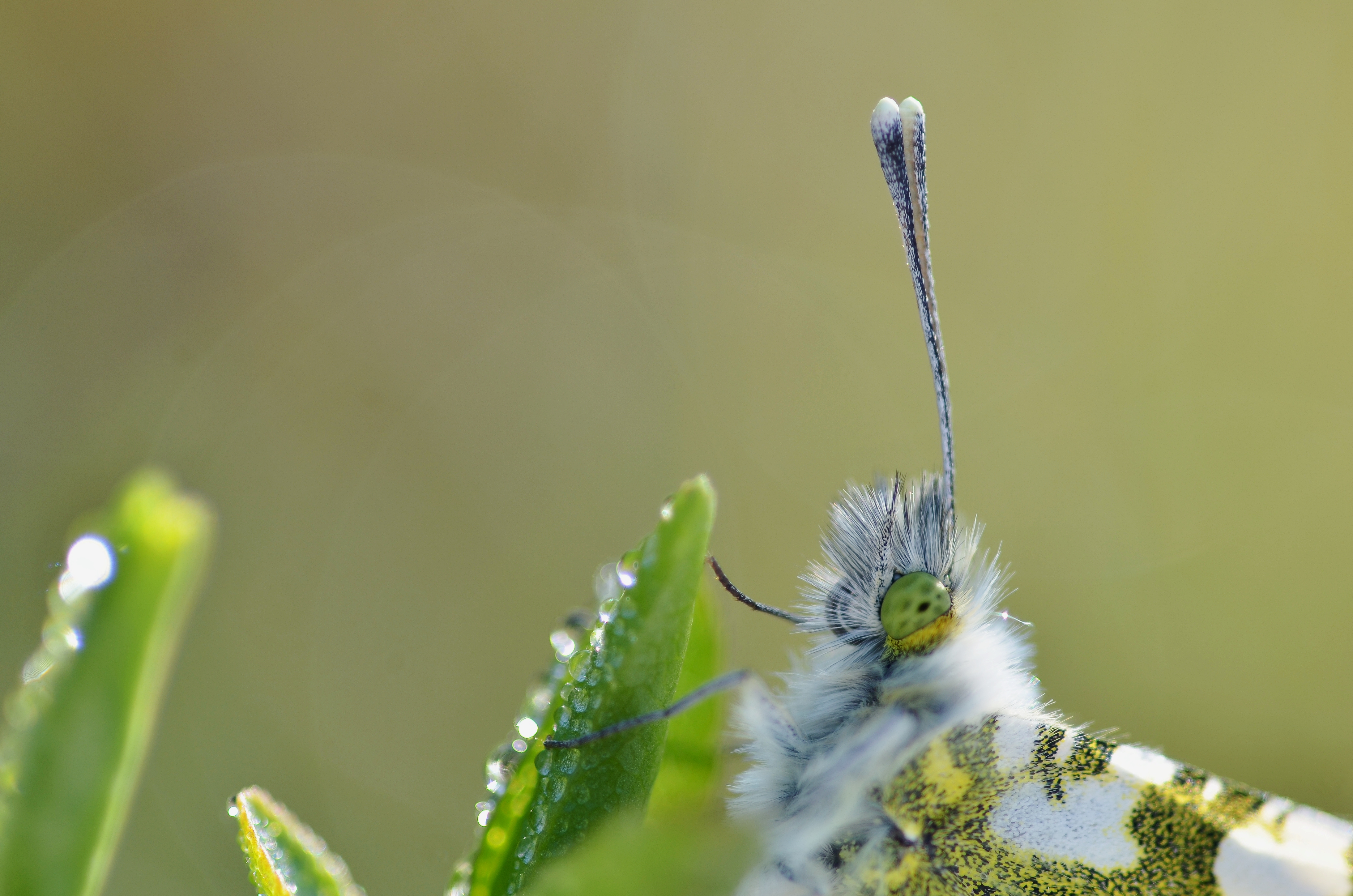 Anthocharis cardamines female (5709231491)
