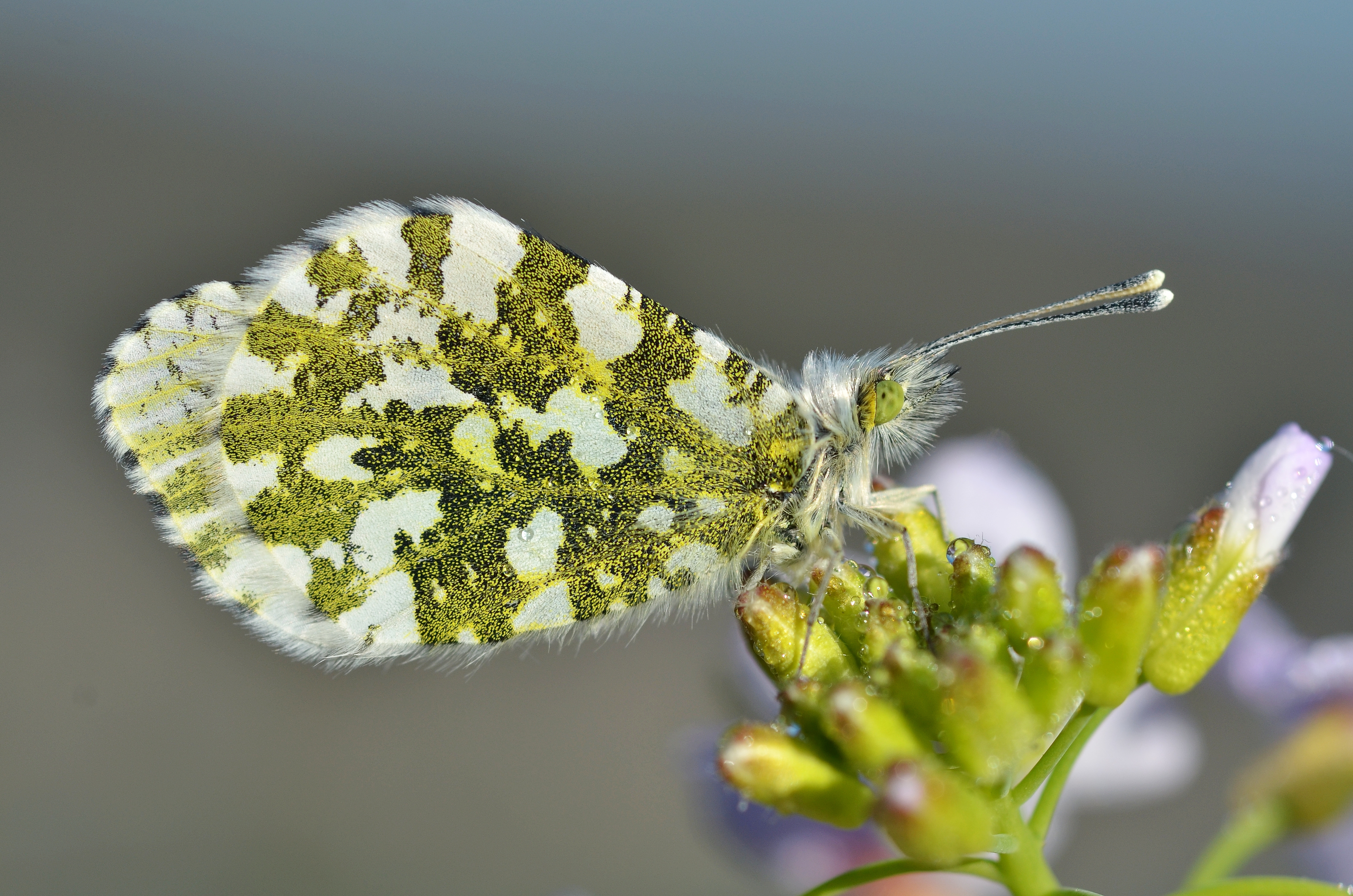 Anthocharis cardamines female (5709795278)