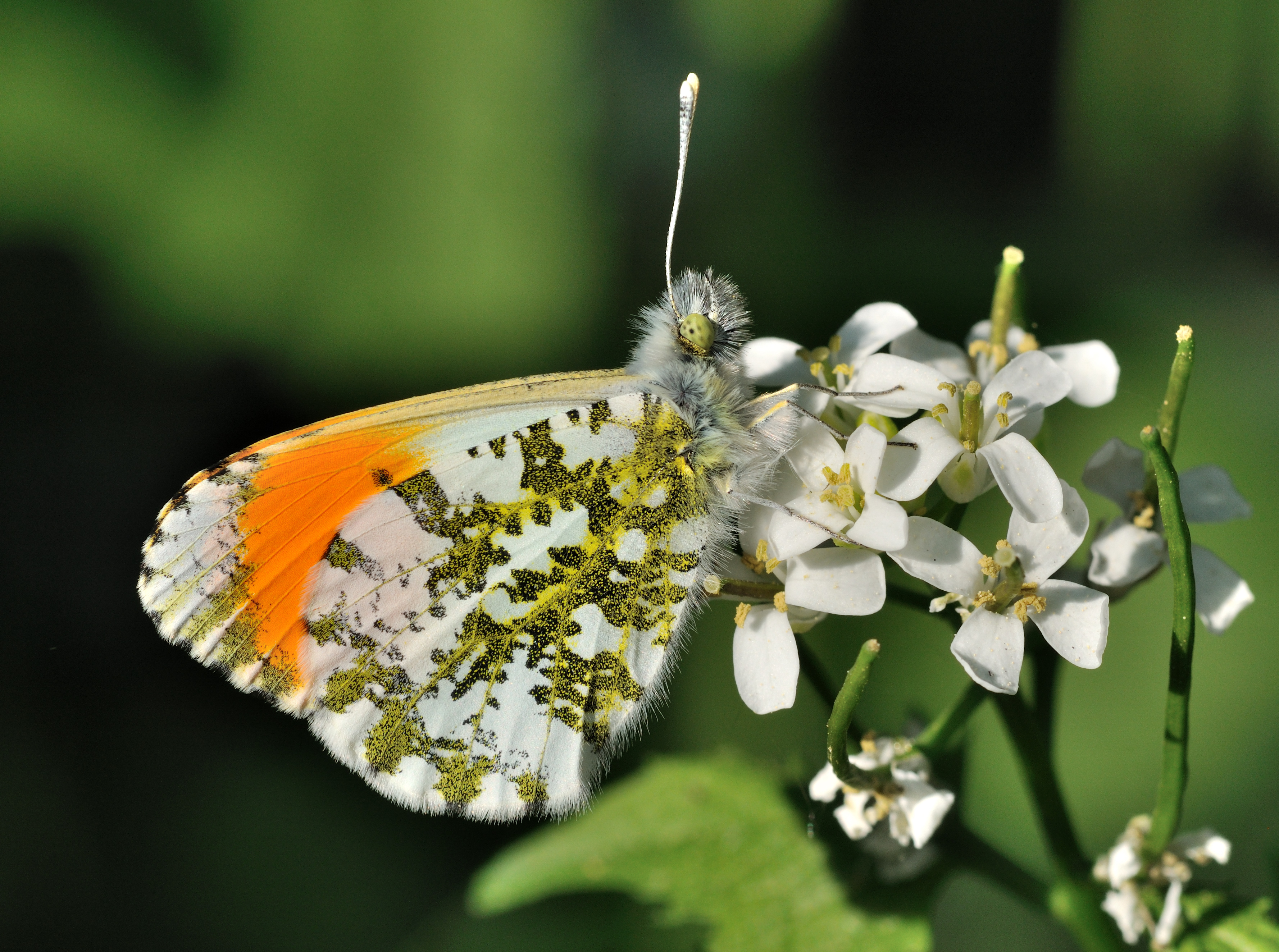 Anthocharis cardamines qtl1