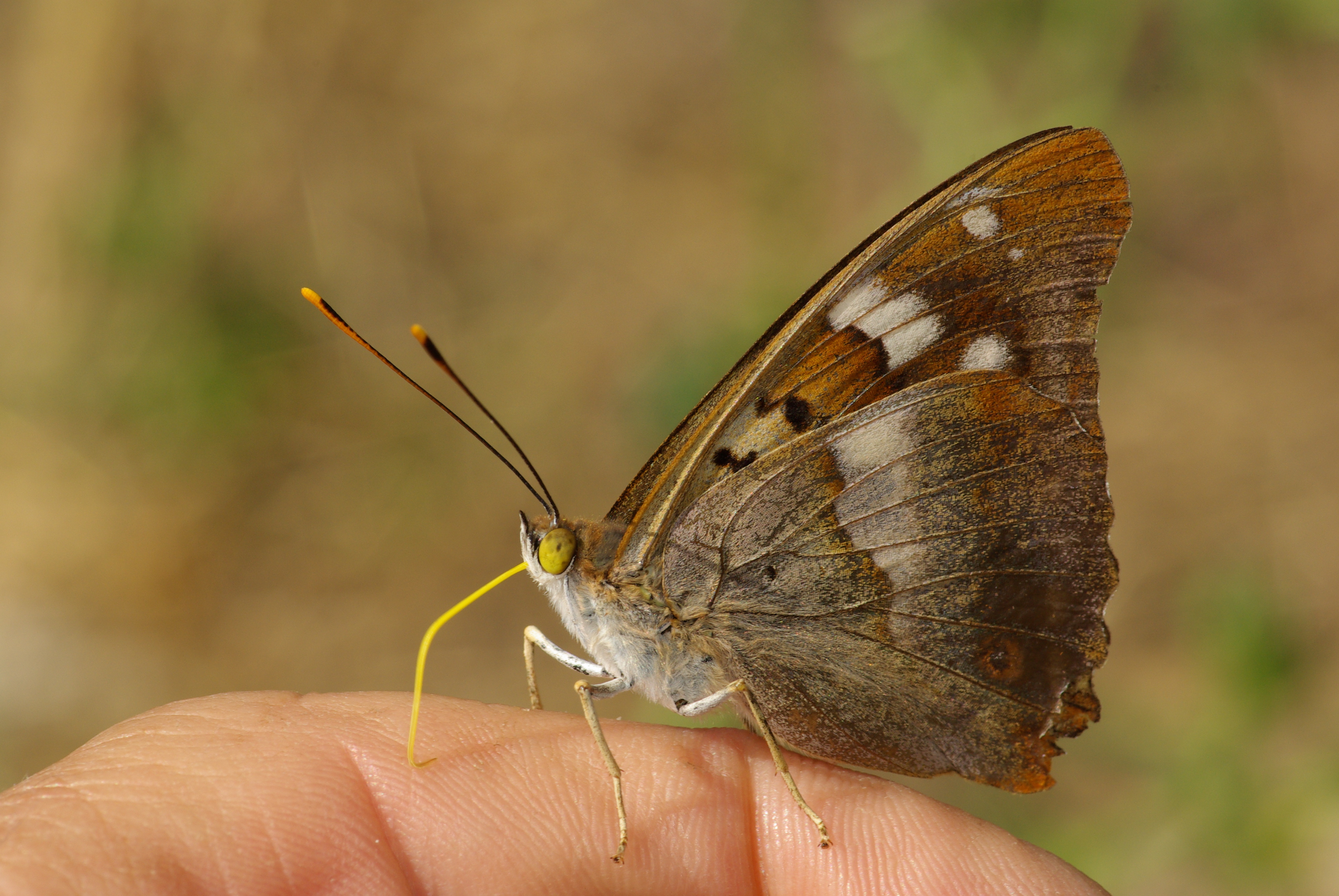 Apatura ilia 01
