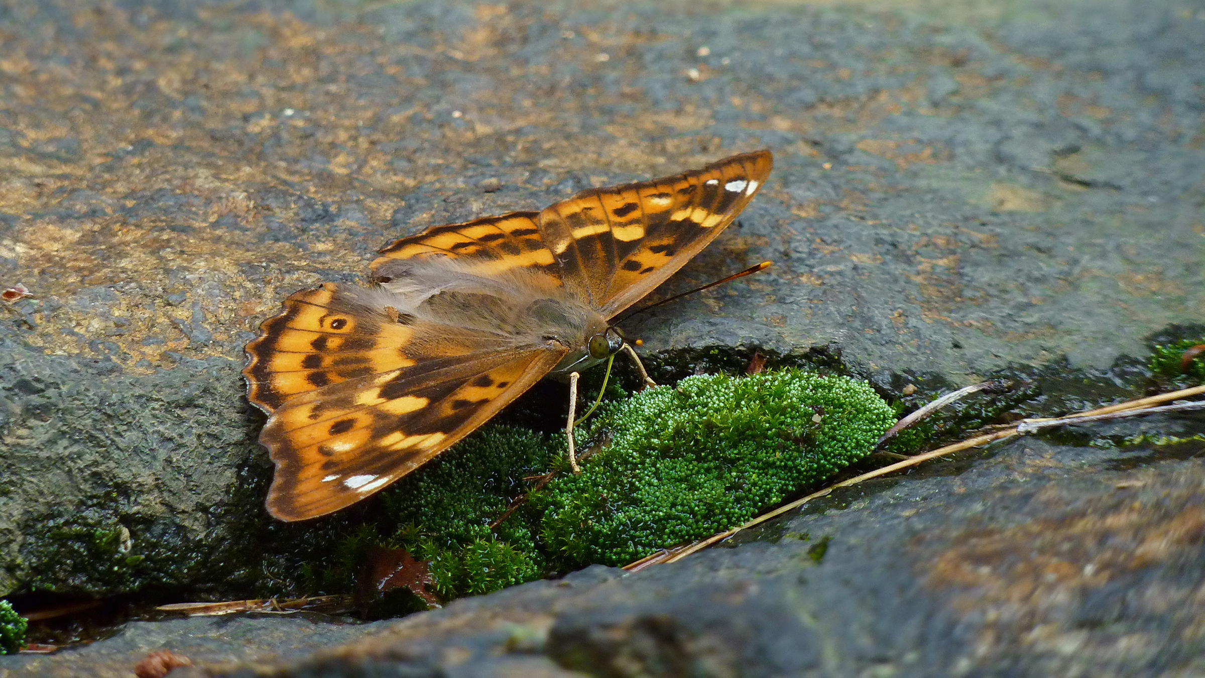 Apatura ilia f. clytie