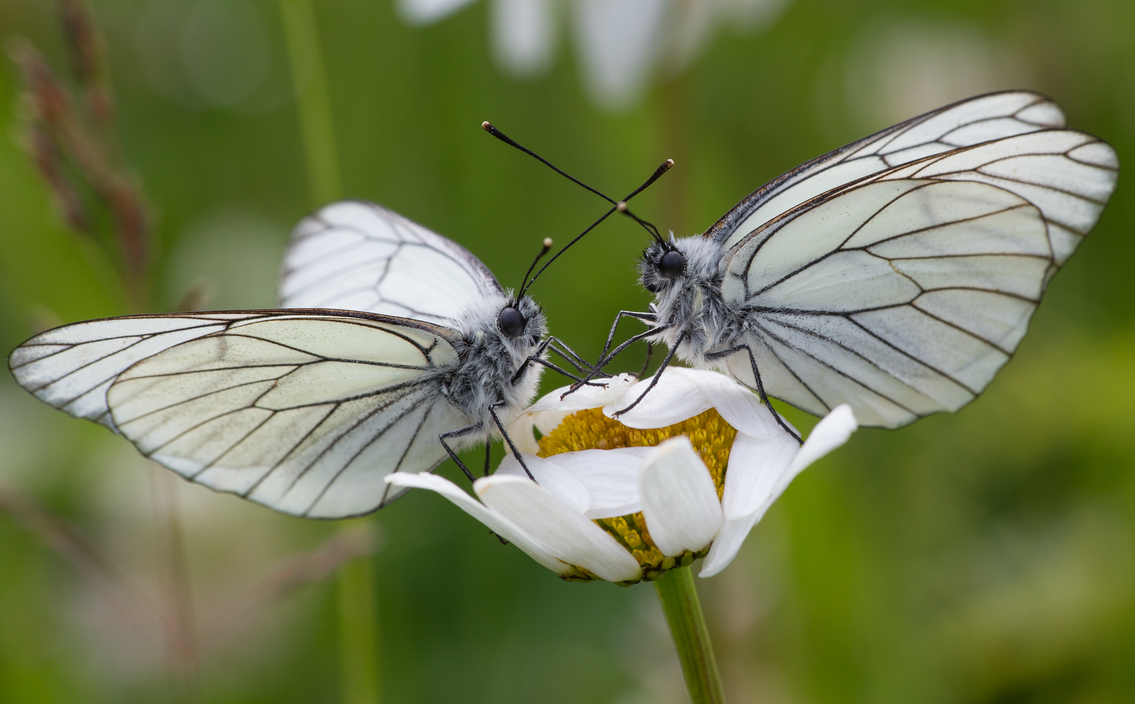 Aporia crataegi couple