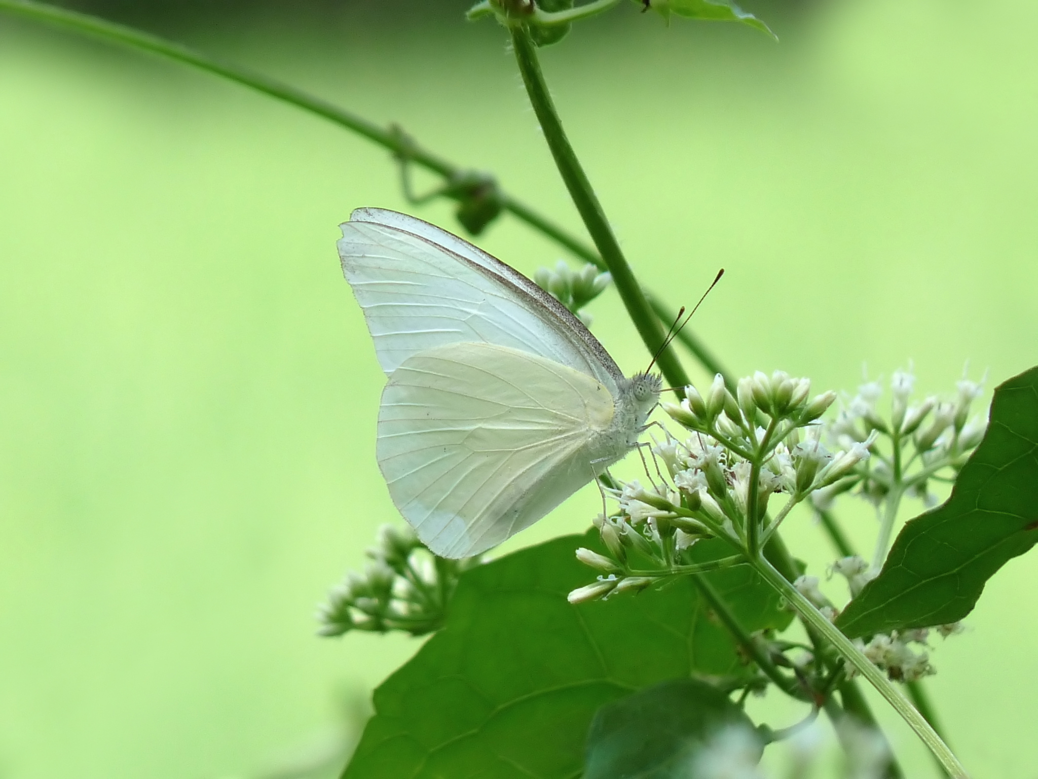 Appias albina at Kadavoor