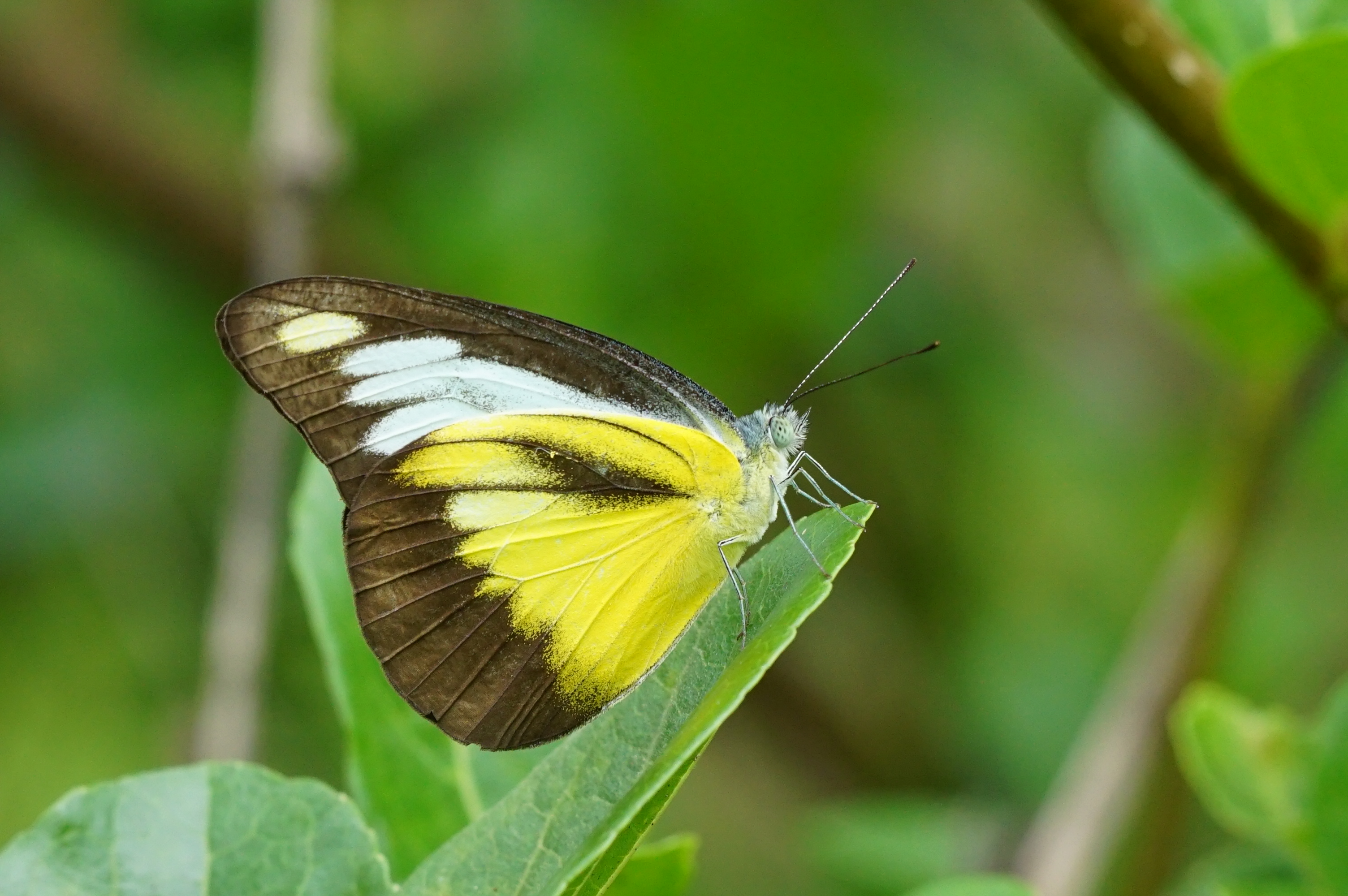 Appias lyncida 02249