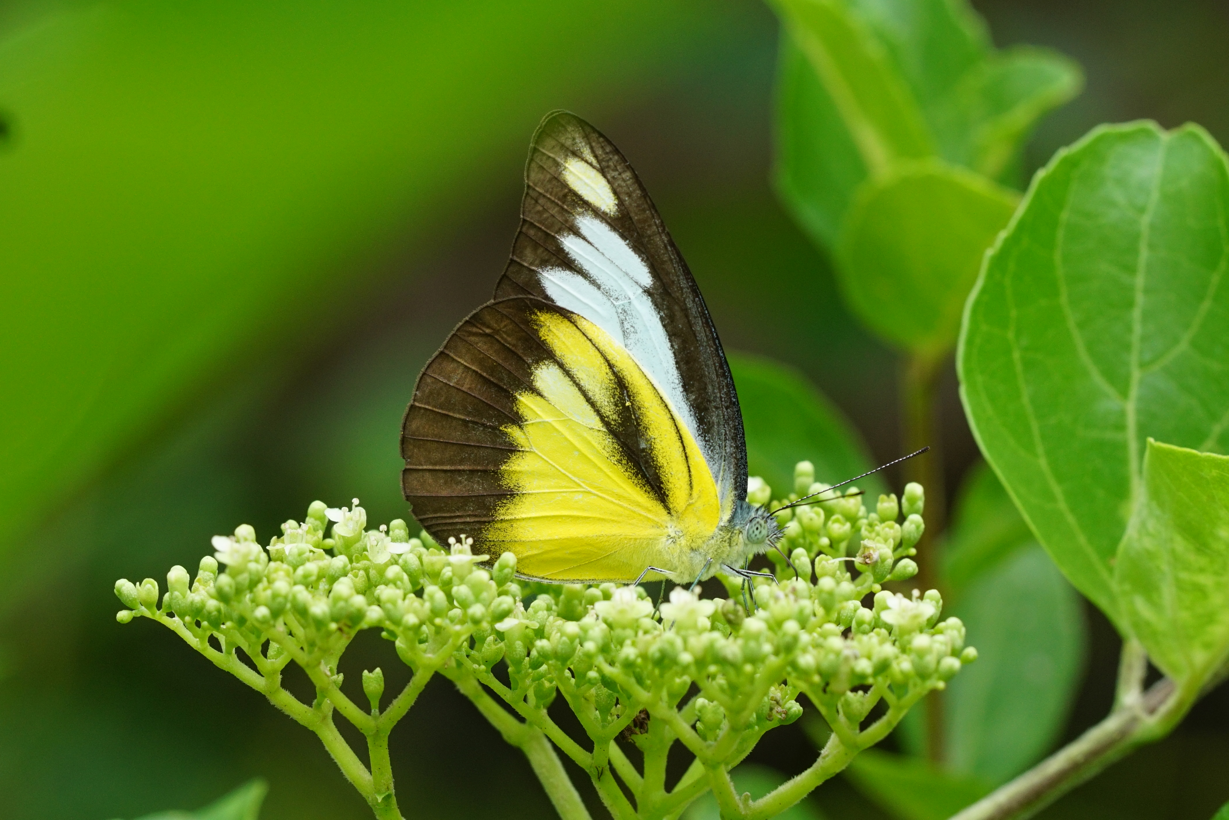 Appias lyncida 02253