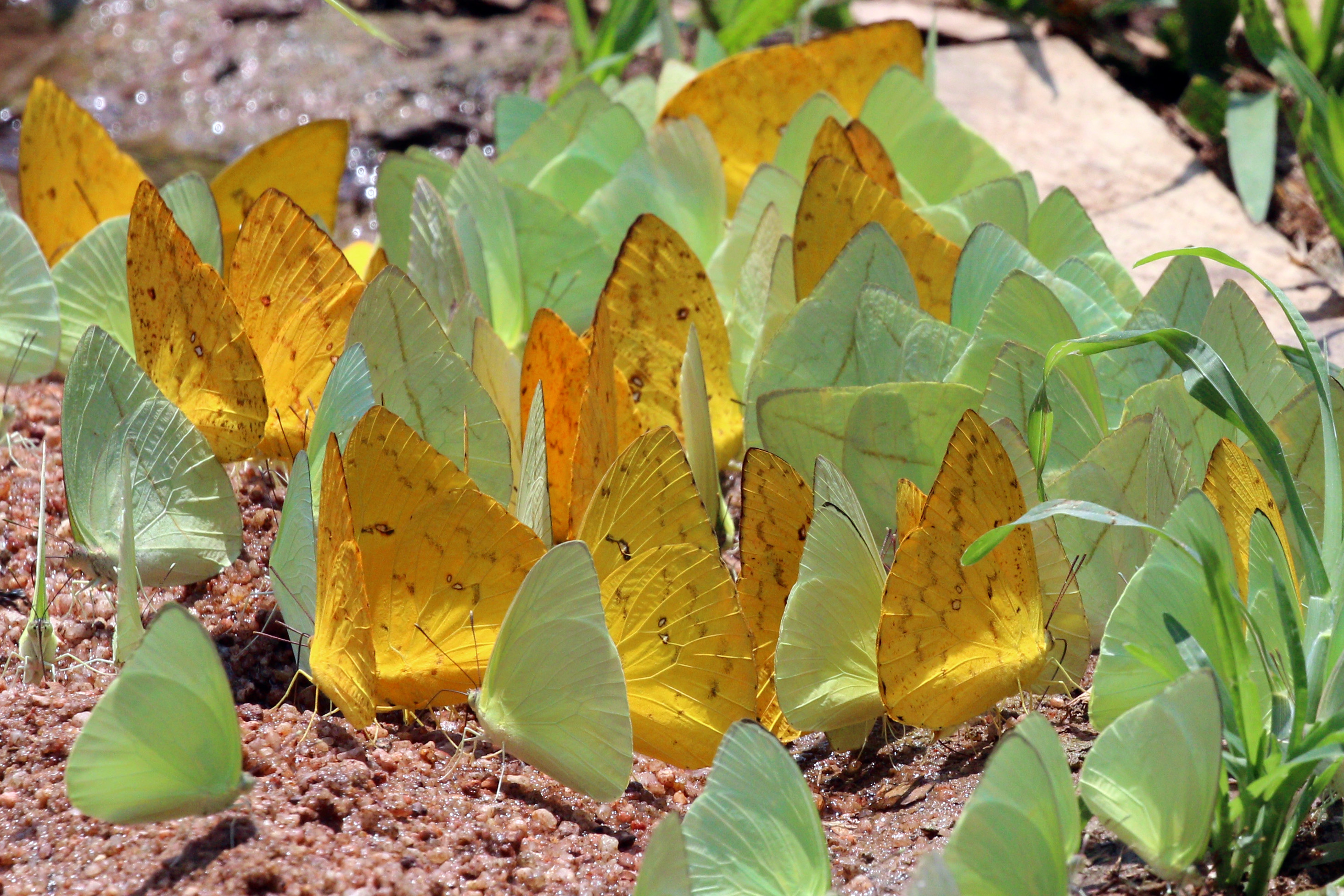Apricot sulphur (Phoebis argante)