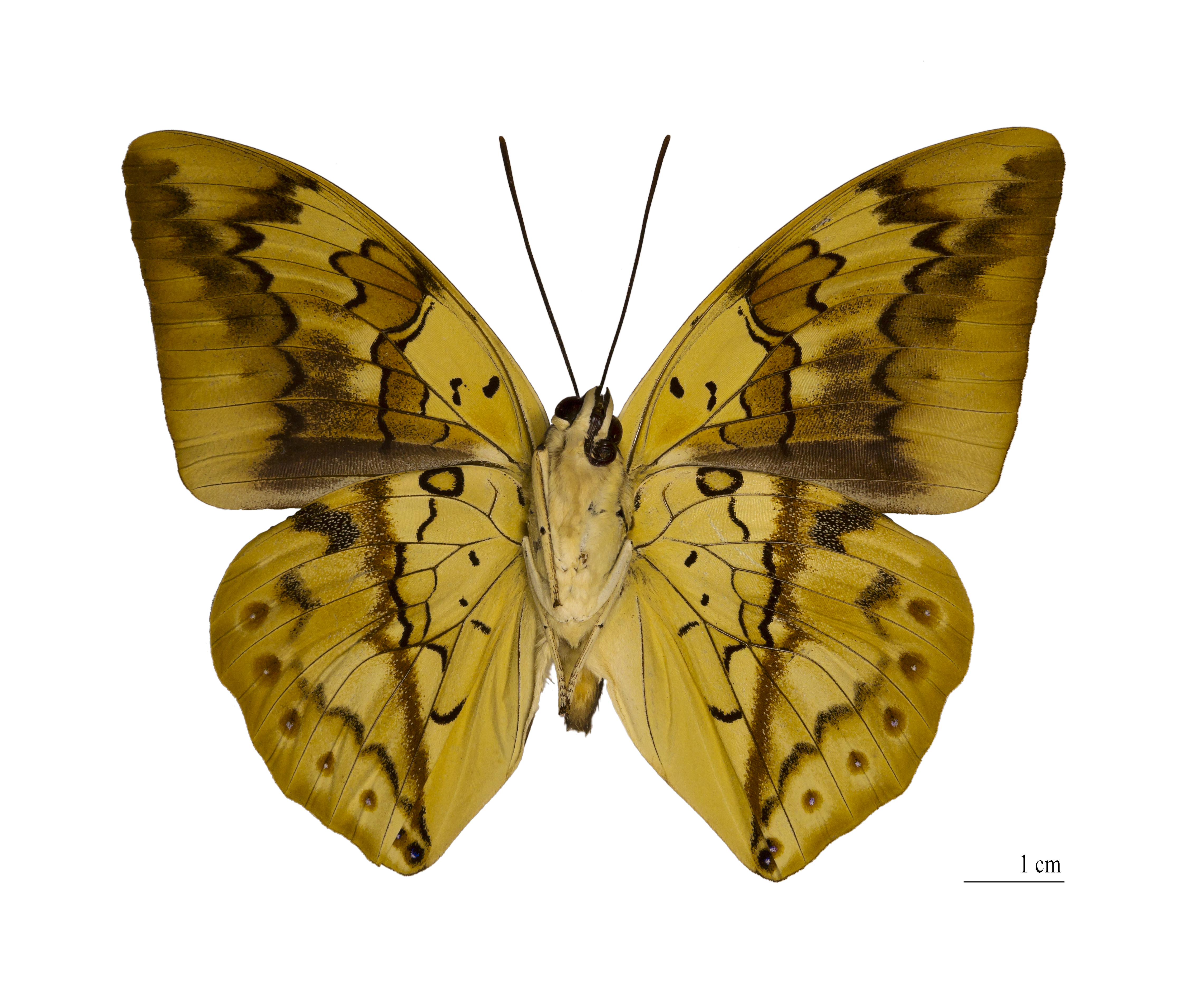 Archaeoprepona licomedes Bresil Ventre