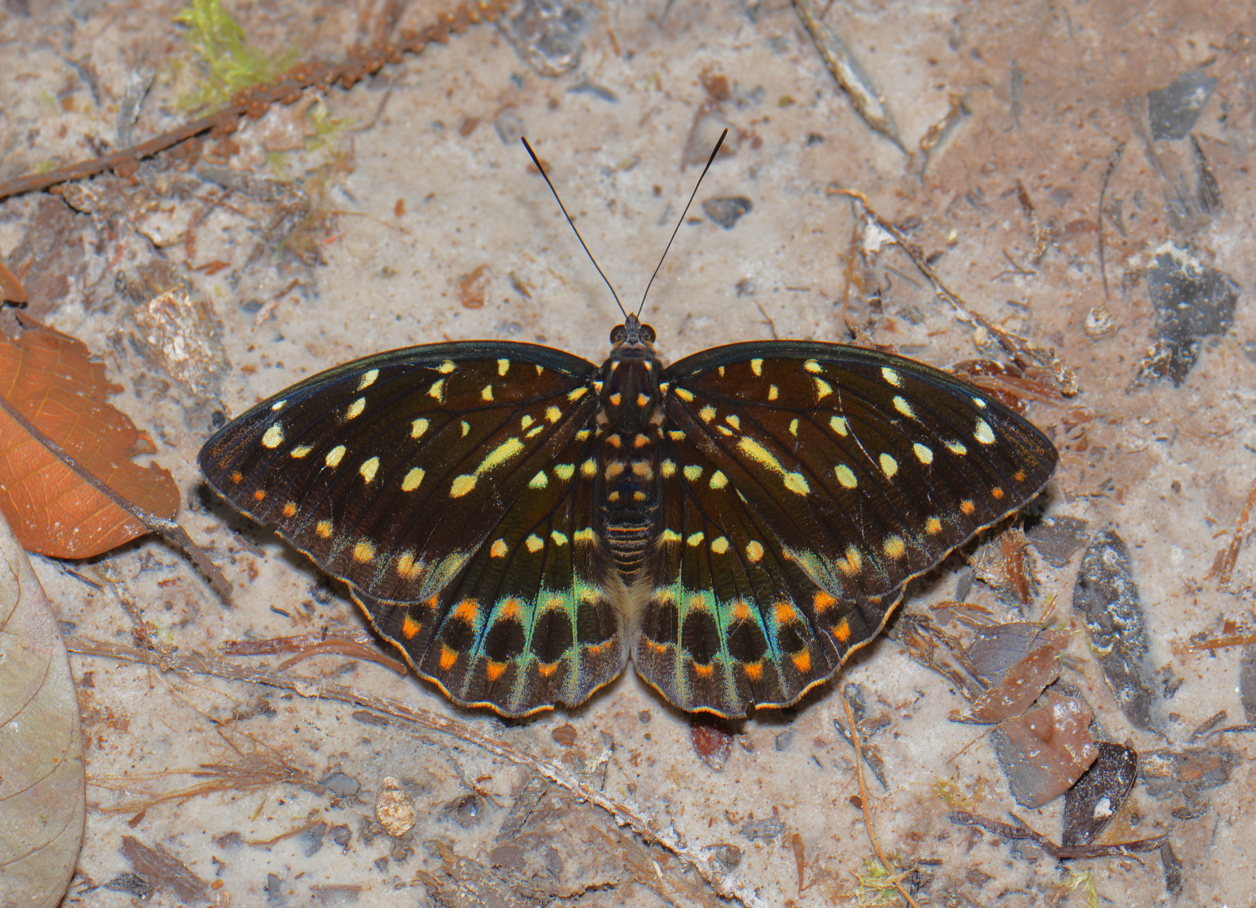 Archduke female (Lexias sp.) (21743121374)