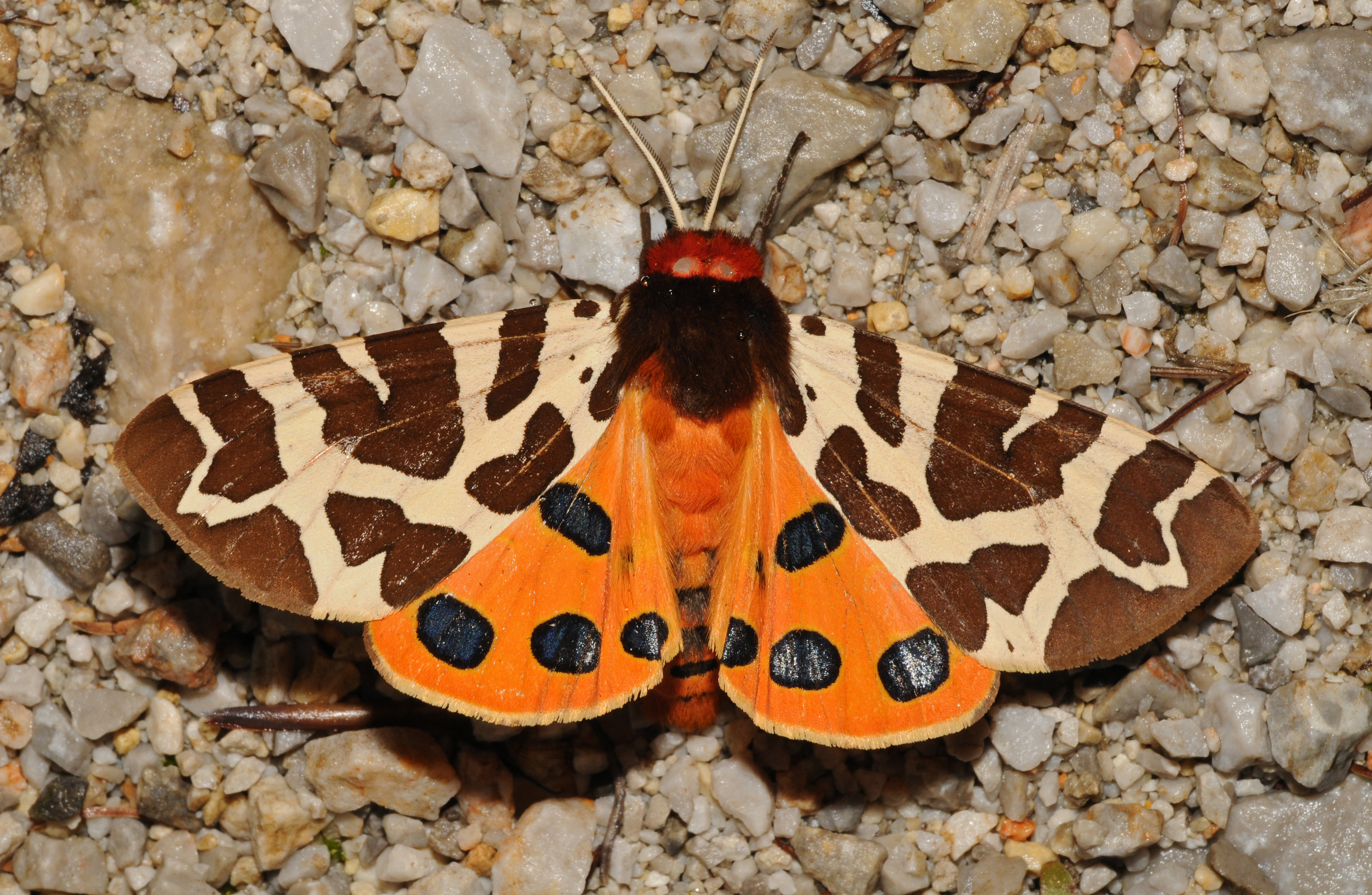 Arctia caja Buchstein02