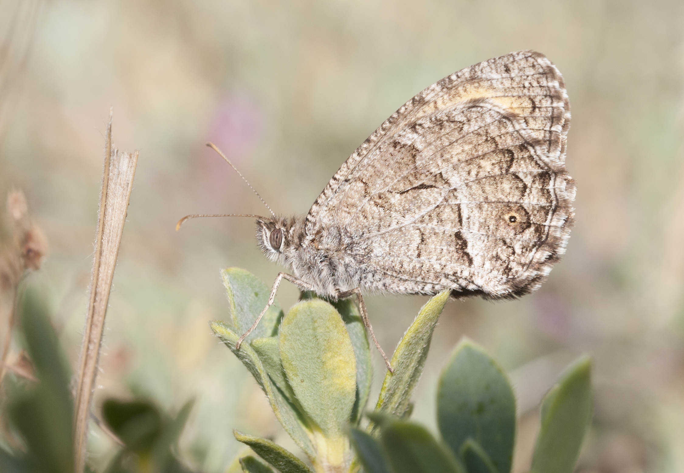 Arethusana arethusa - False grayling 01