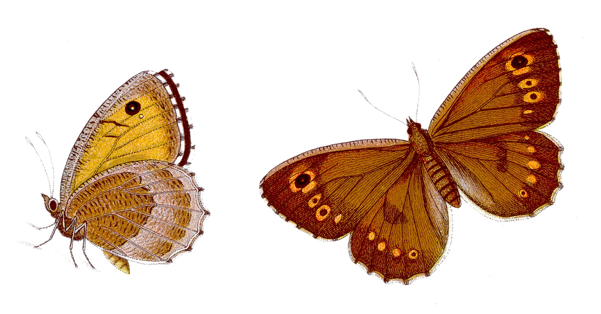 Arethusana arethusa - Rotbindiger Samtfalter