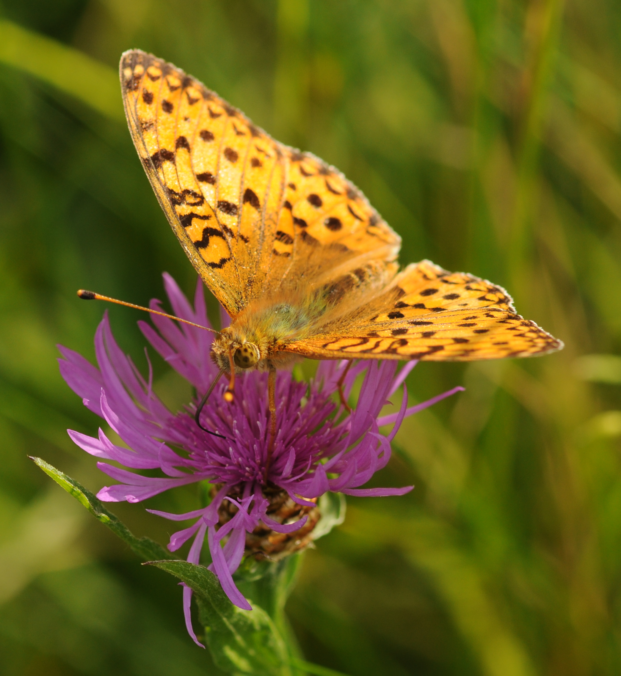 Argynnis