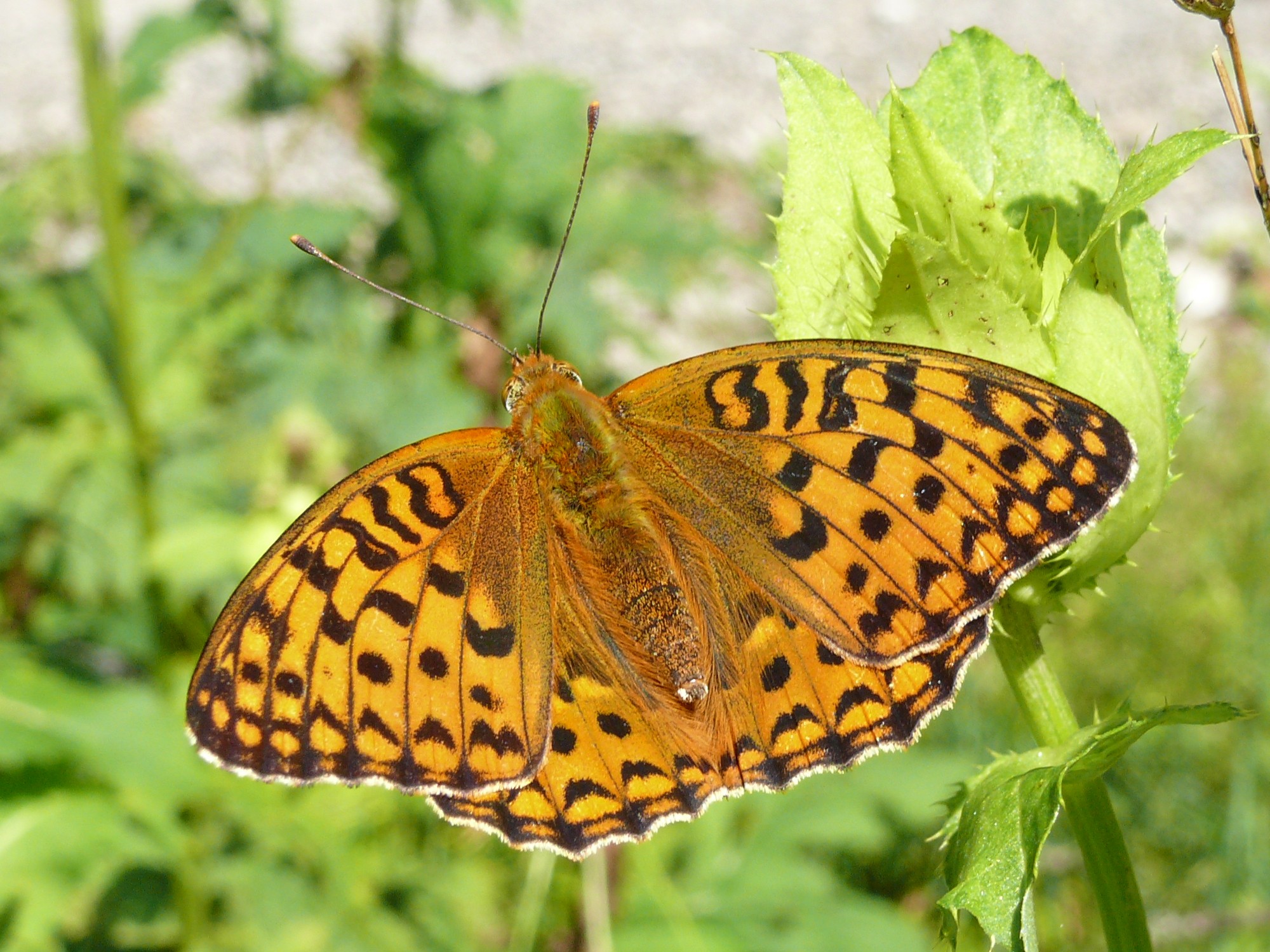 Argynnis adippe - Feuriger Perlmutterfalter 04 (HS)