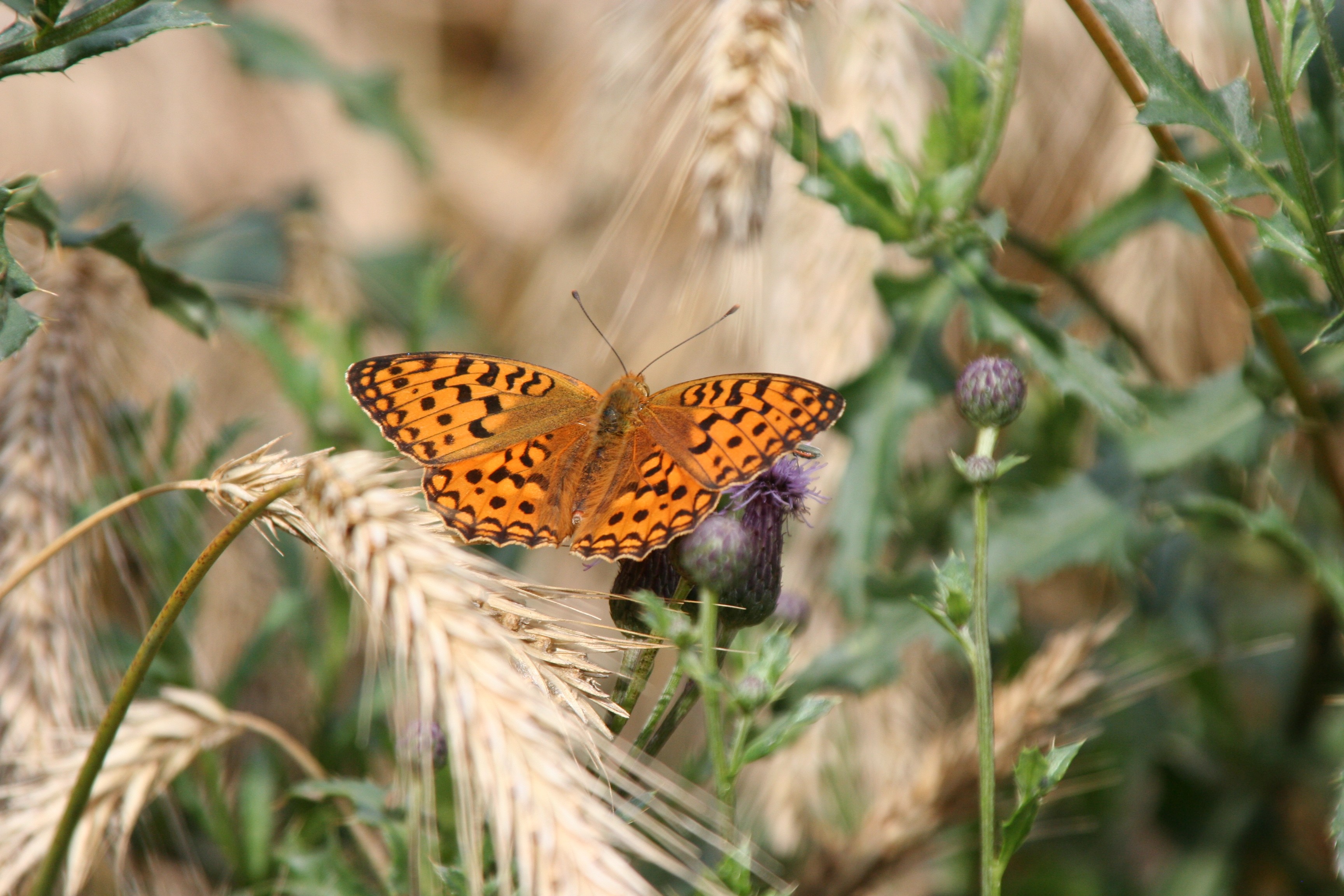 Argynnis adippe Wertheim-Bronnbach 20070714 10