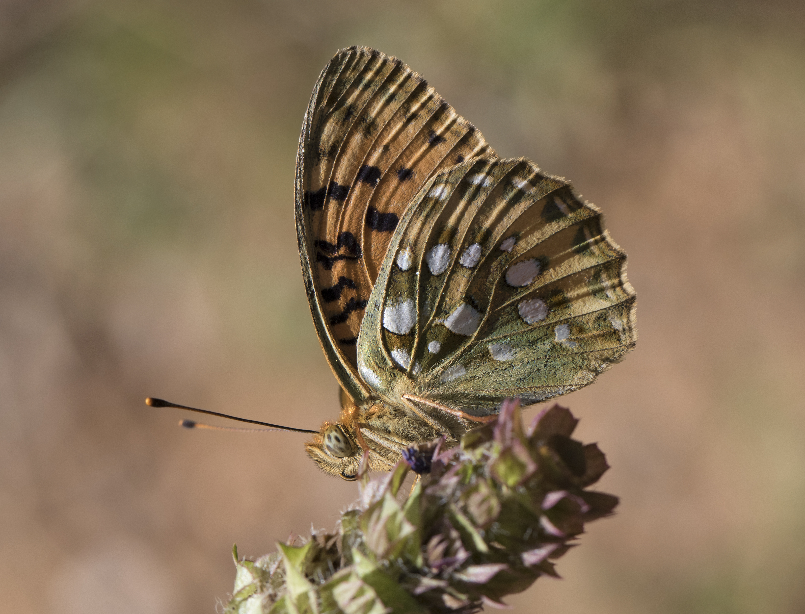 Argynnis aglaja - Güzel inci 08