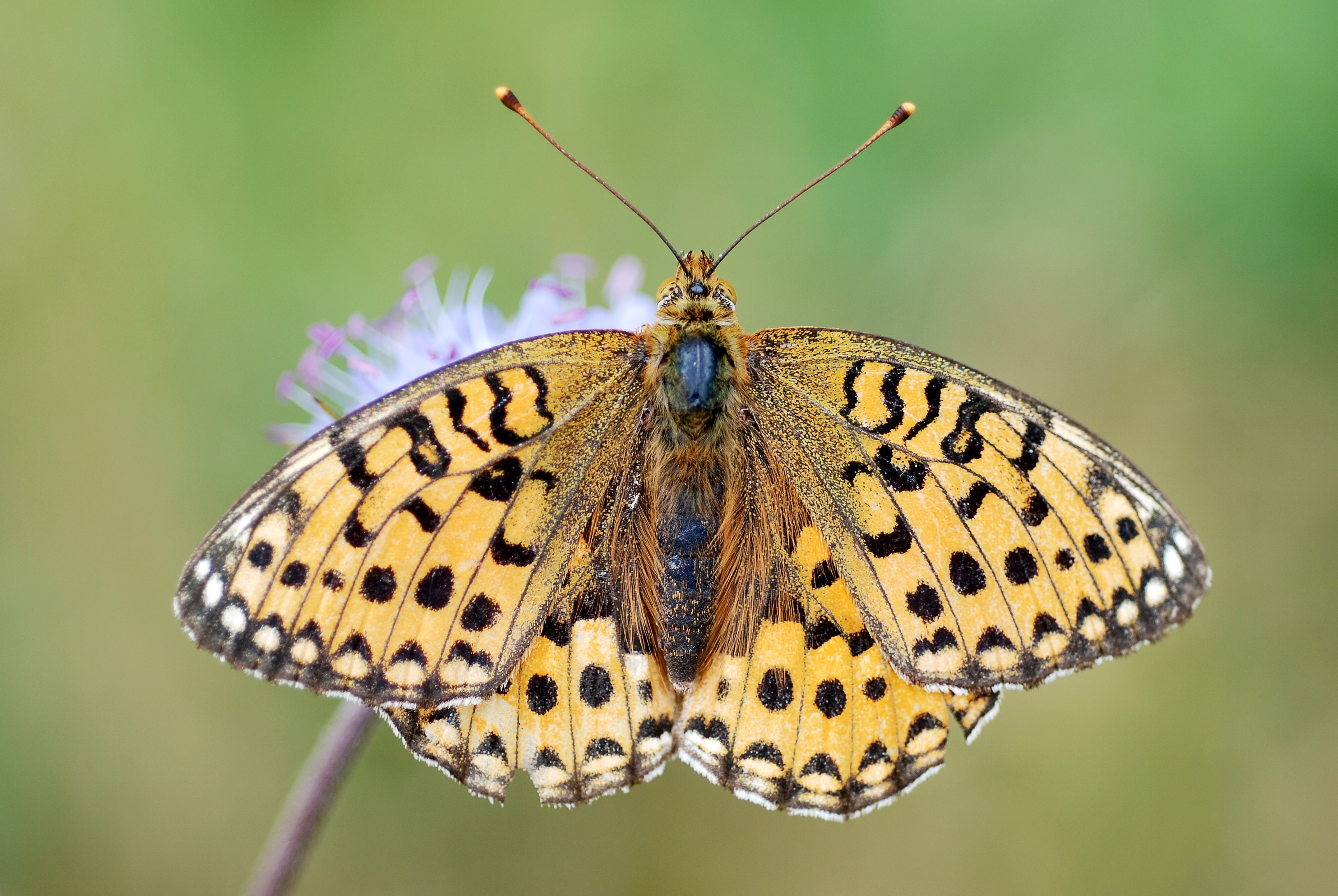 Argynnis aglaja (4839104970)