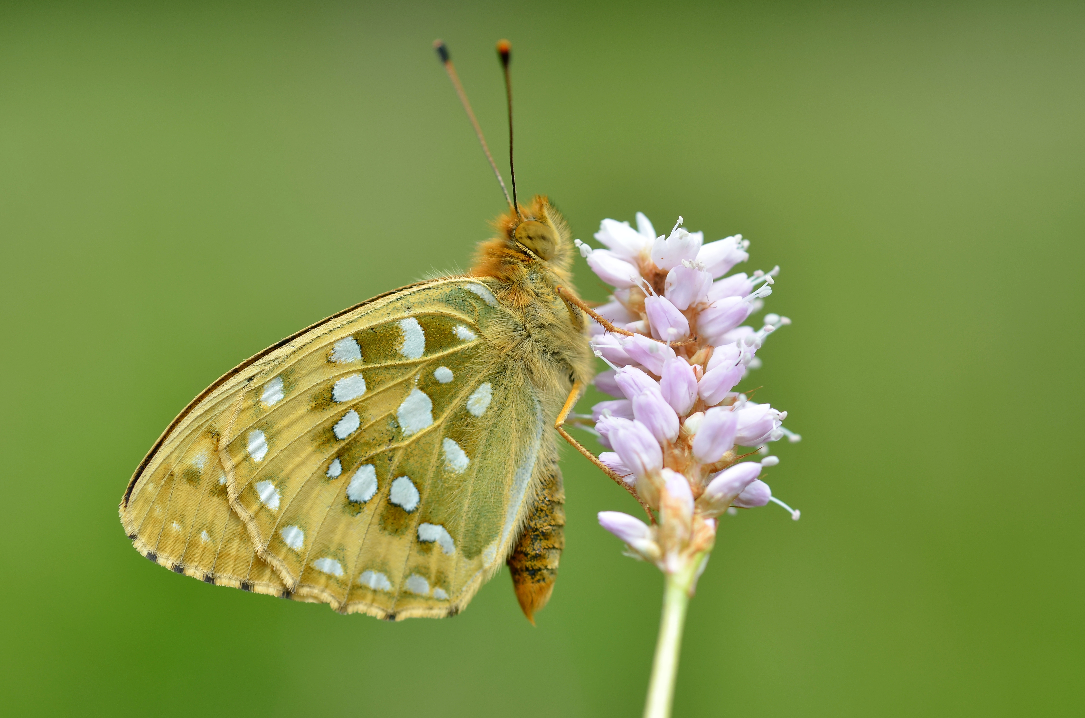 Argynnis aglaja (5902903166)