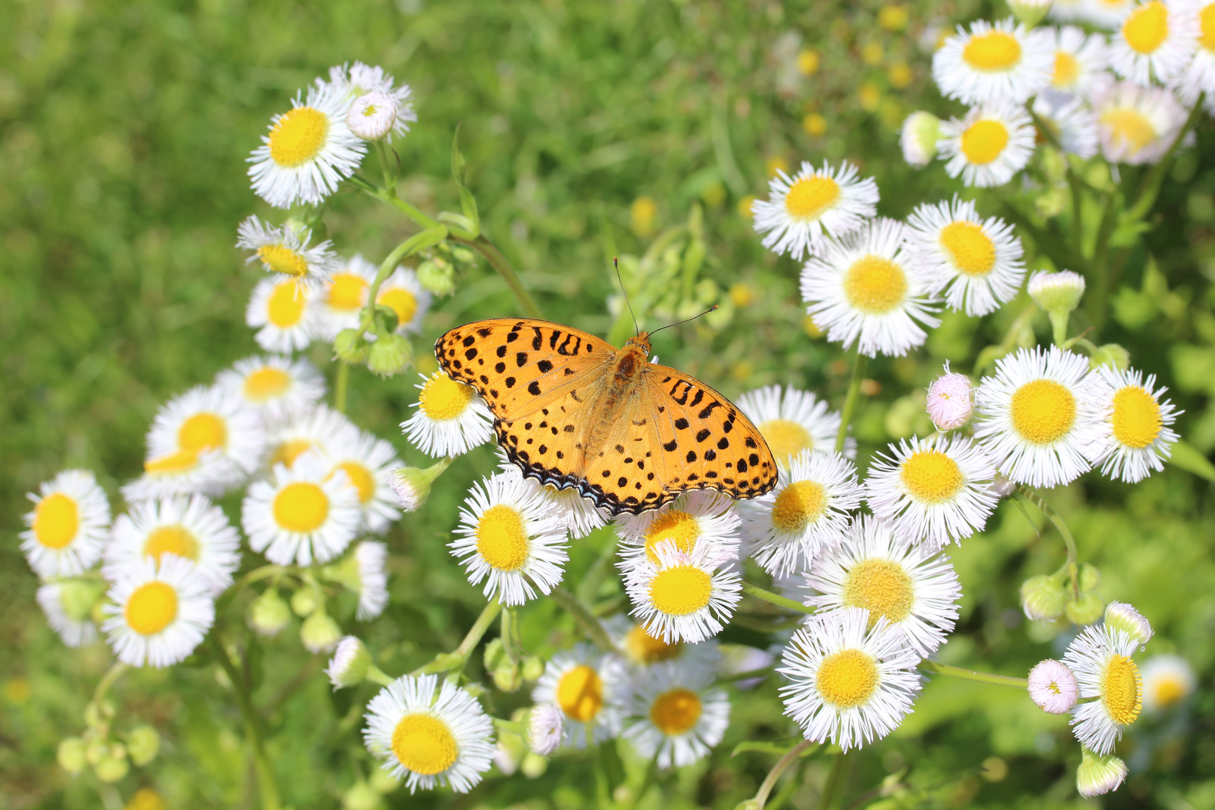 Argynnis hyperbius (male on Erigeron philadelphicus)