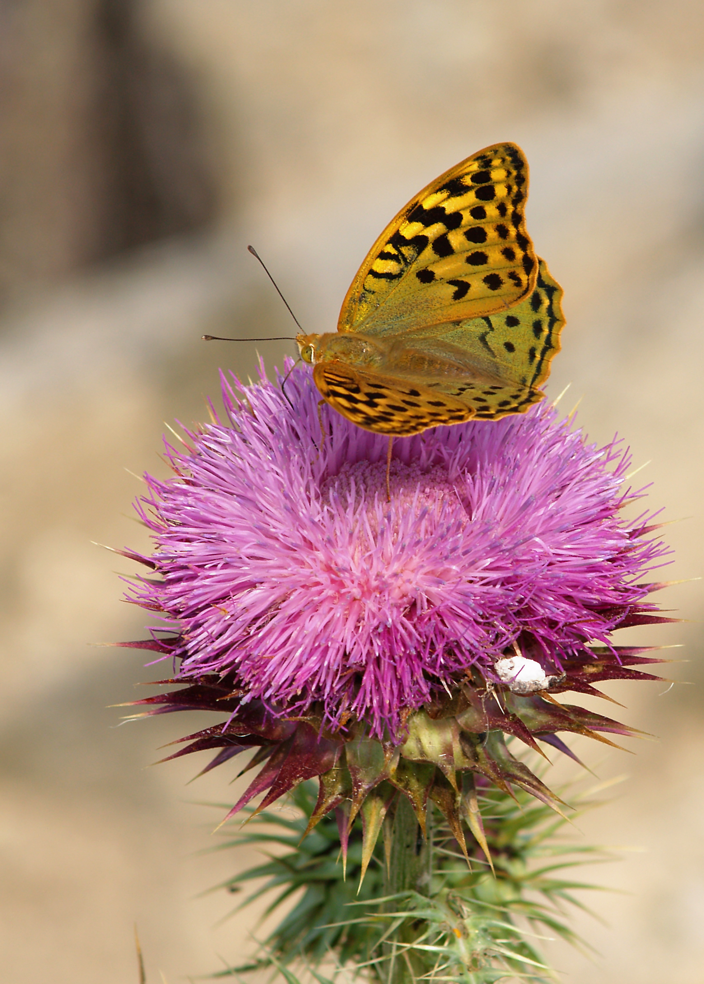 Argynnis pandora LC0052