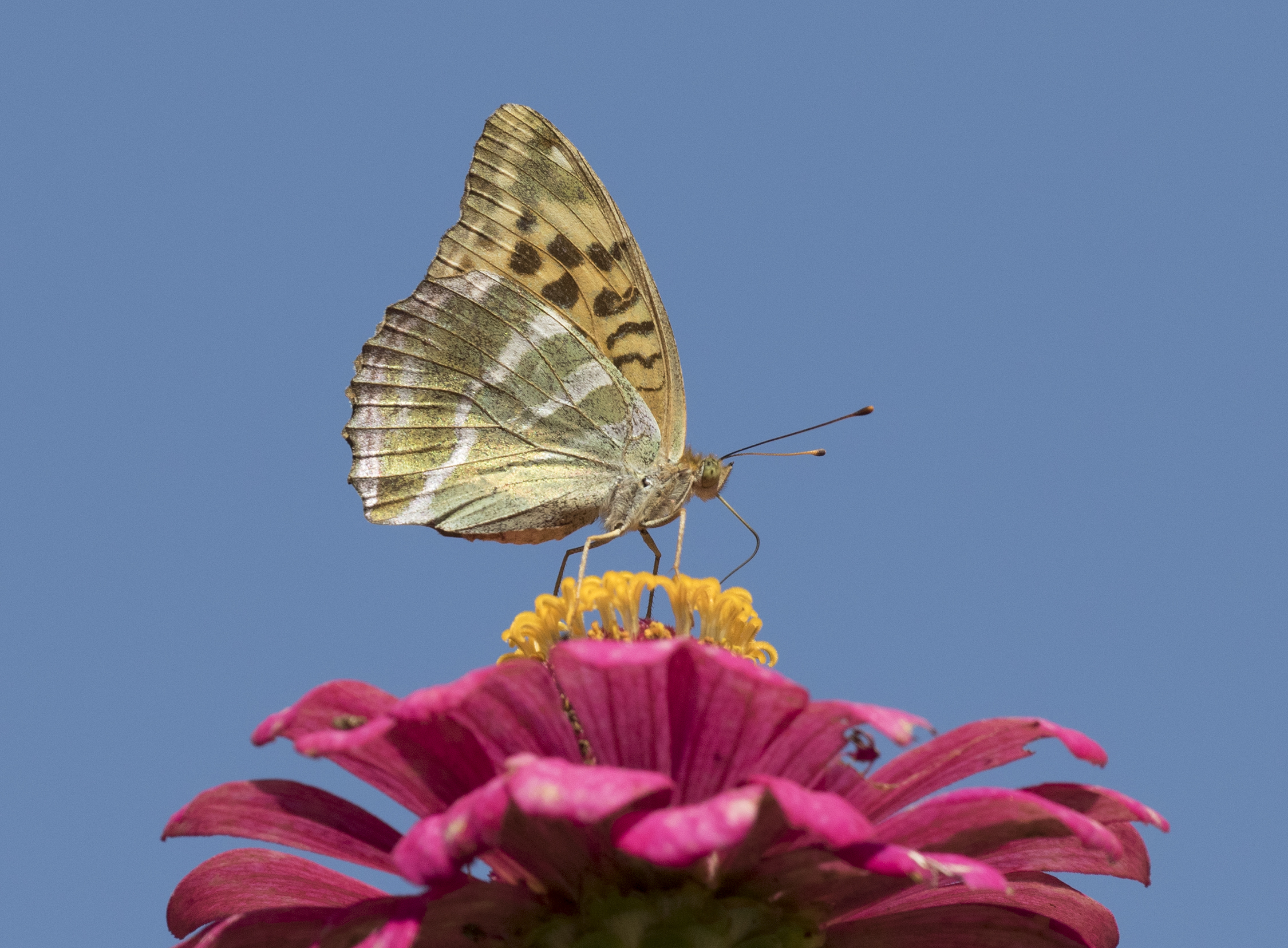 Argynnis paphia - Silver-washed Fritillary 04