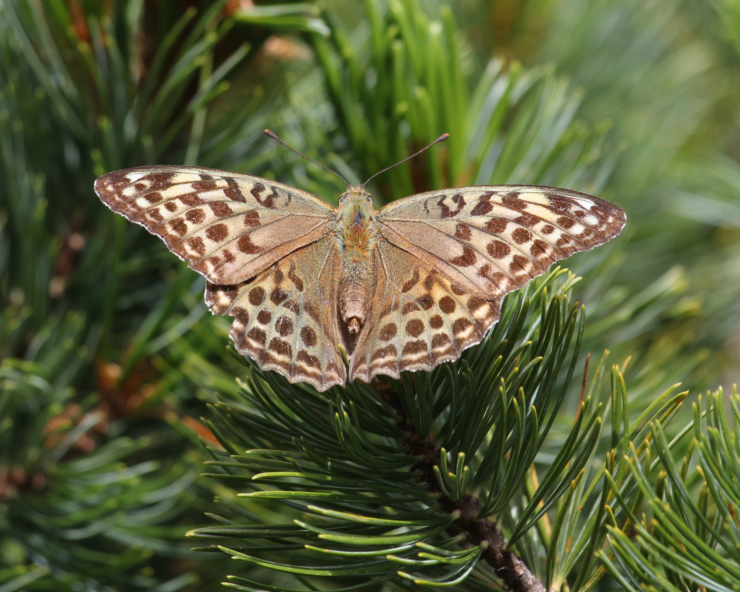 Argynnis paphia (on Pinus pumila)