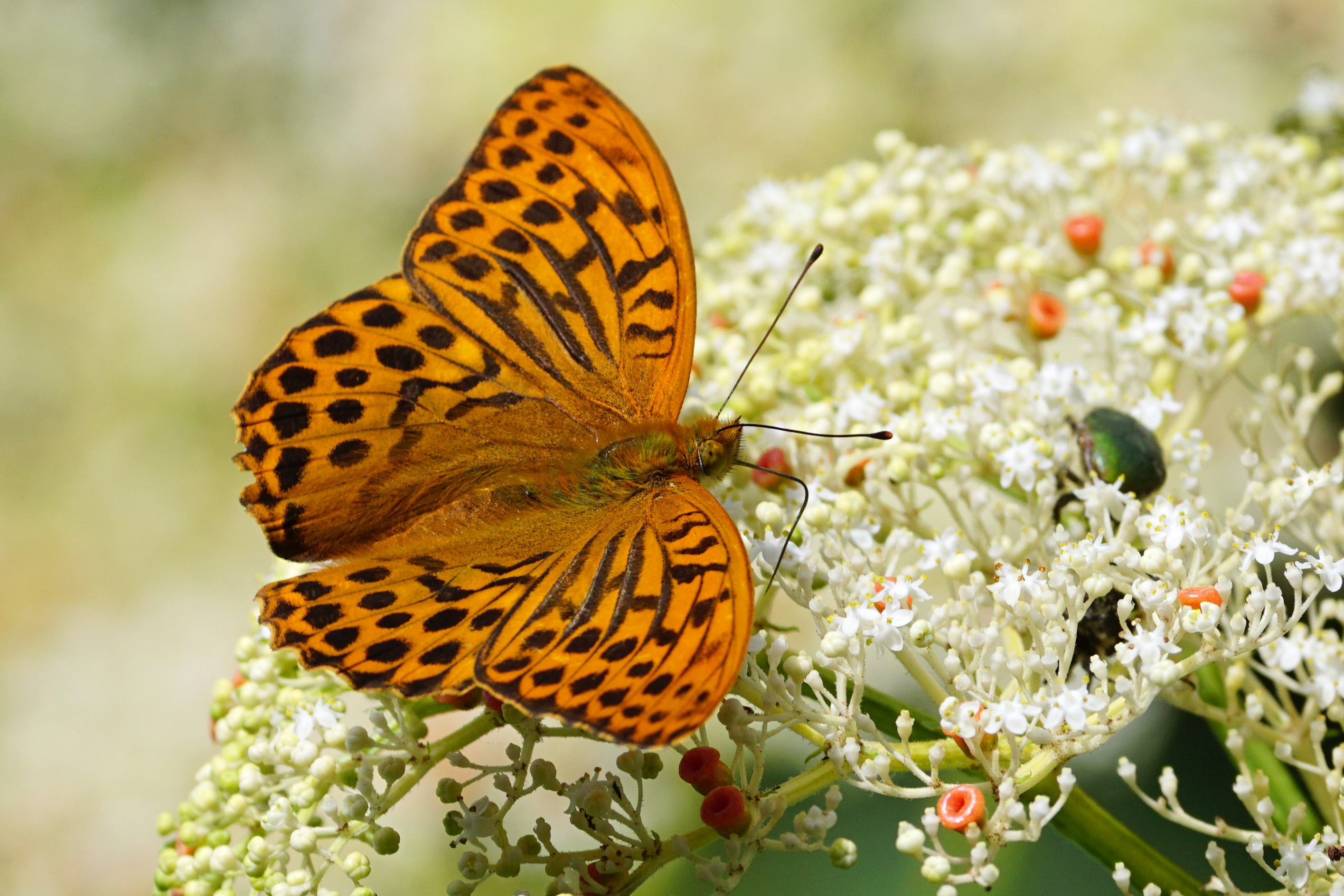 Argynnis paphia formosicola dorsal view 20150622