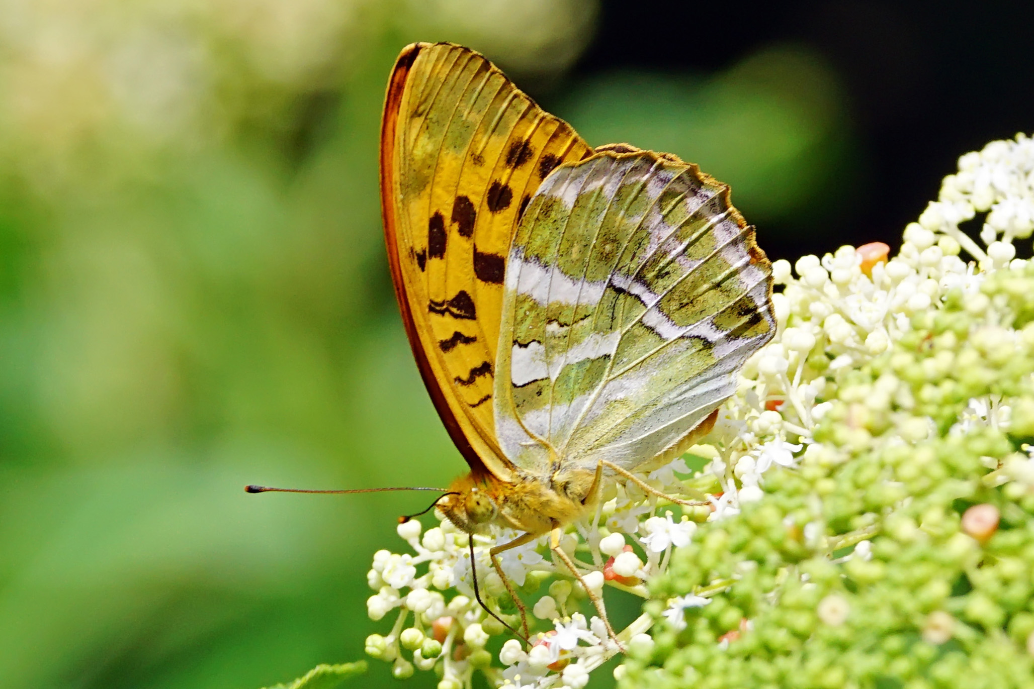 Argynnis paphia formosicola ventral view 20150622