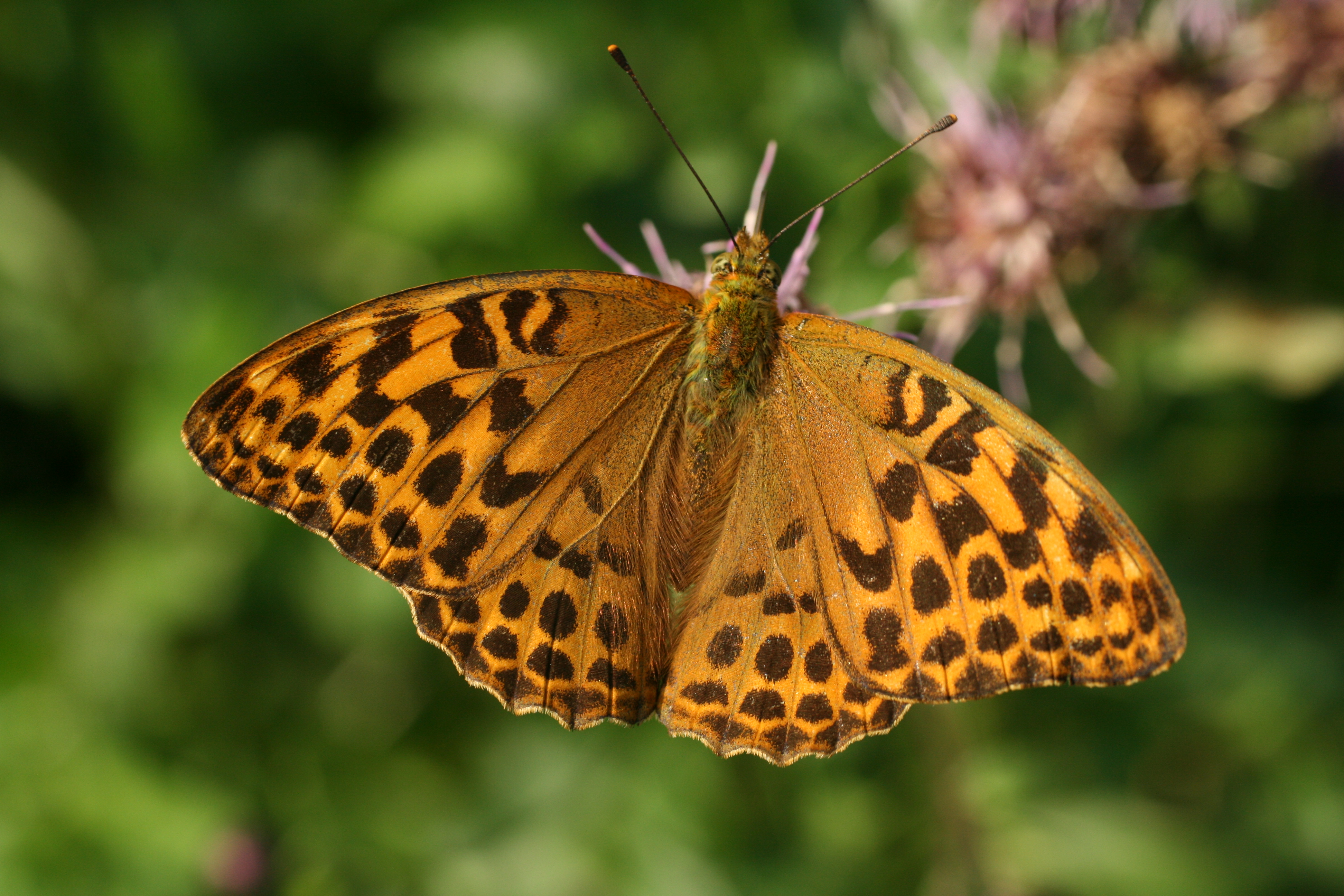 Argynnis paphia Lill-Jansskogen 4