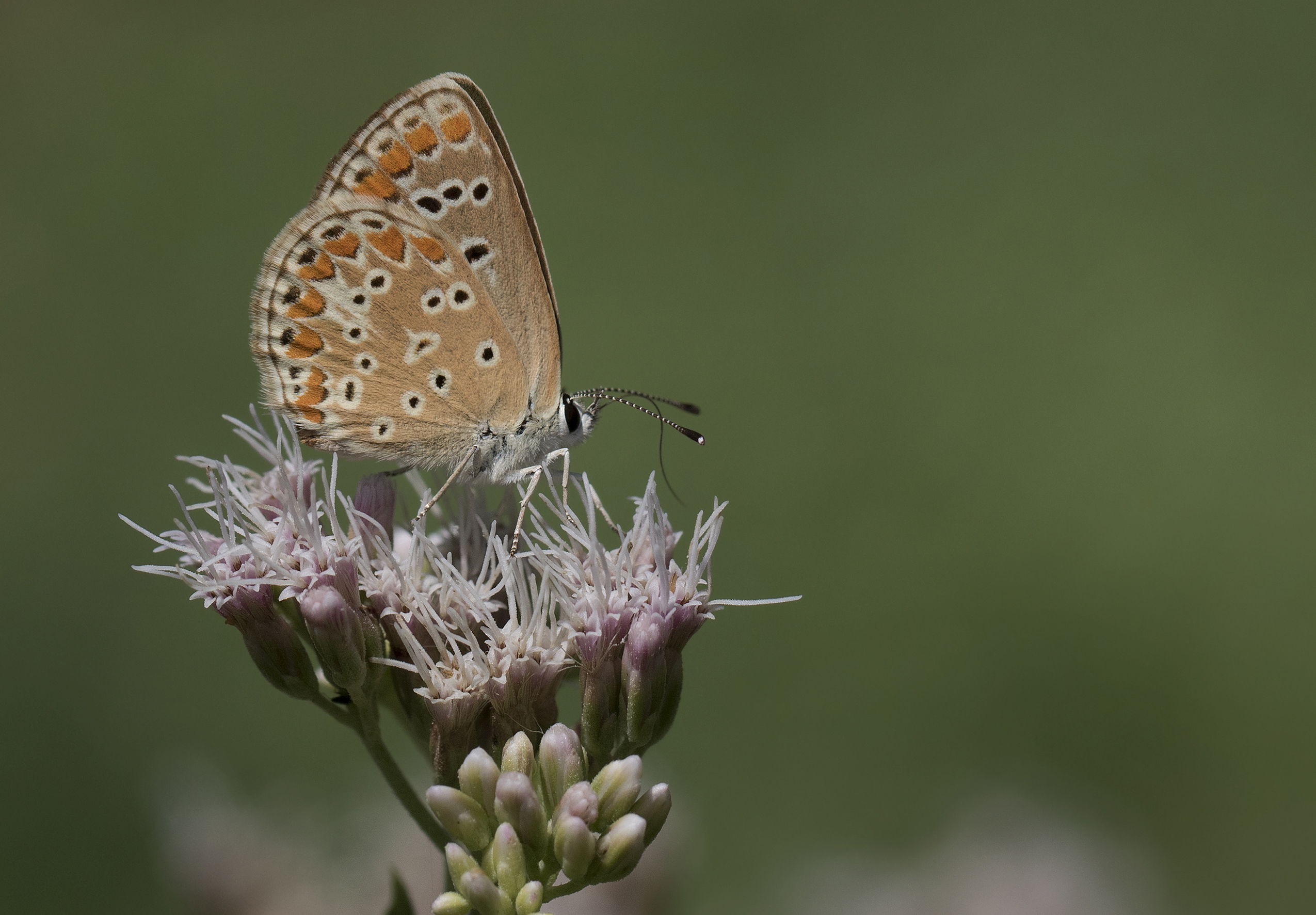 Aricia agestis - Brown Argus 01-1