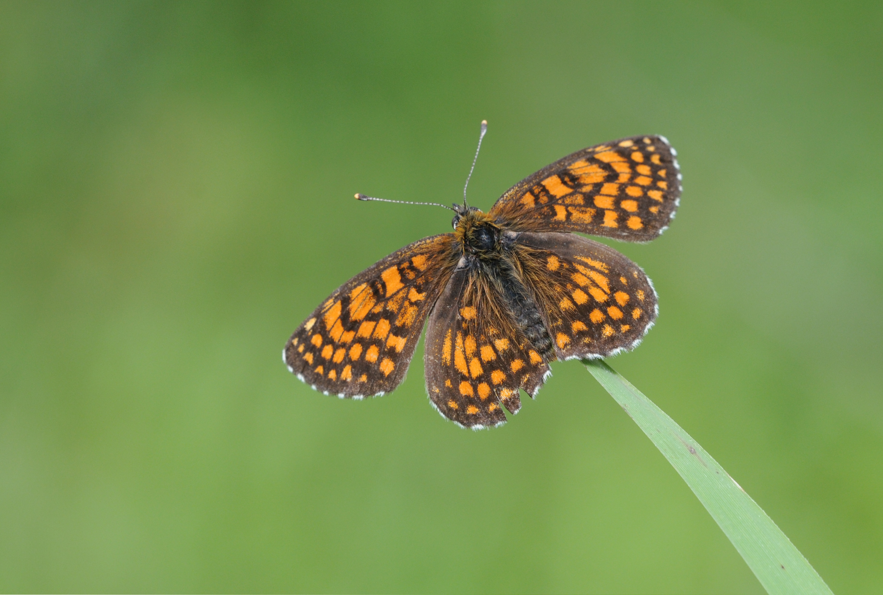 Assmann's Fritillary - Mellicta britomartis