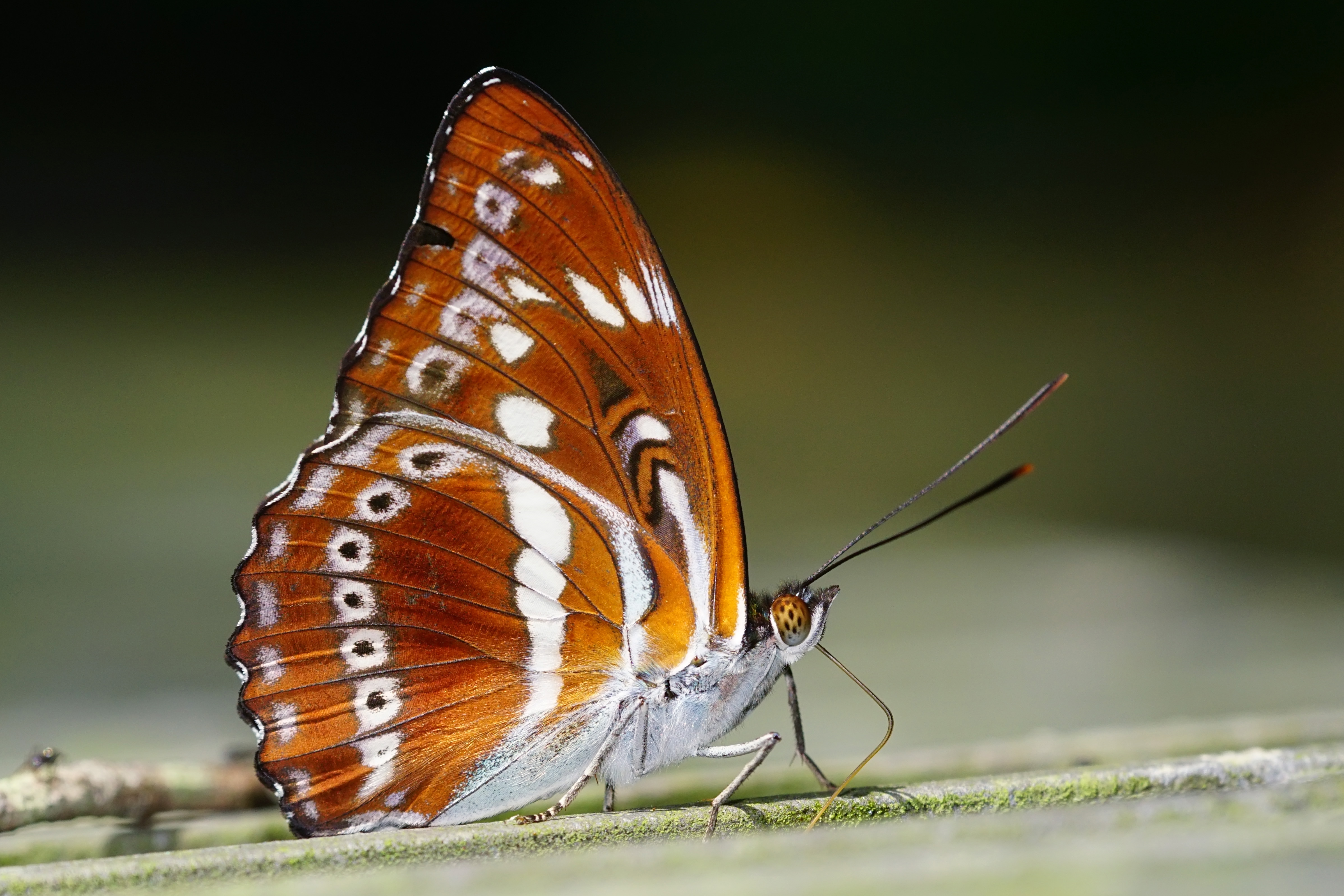 Athyma asura baelia ventral view 20140830