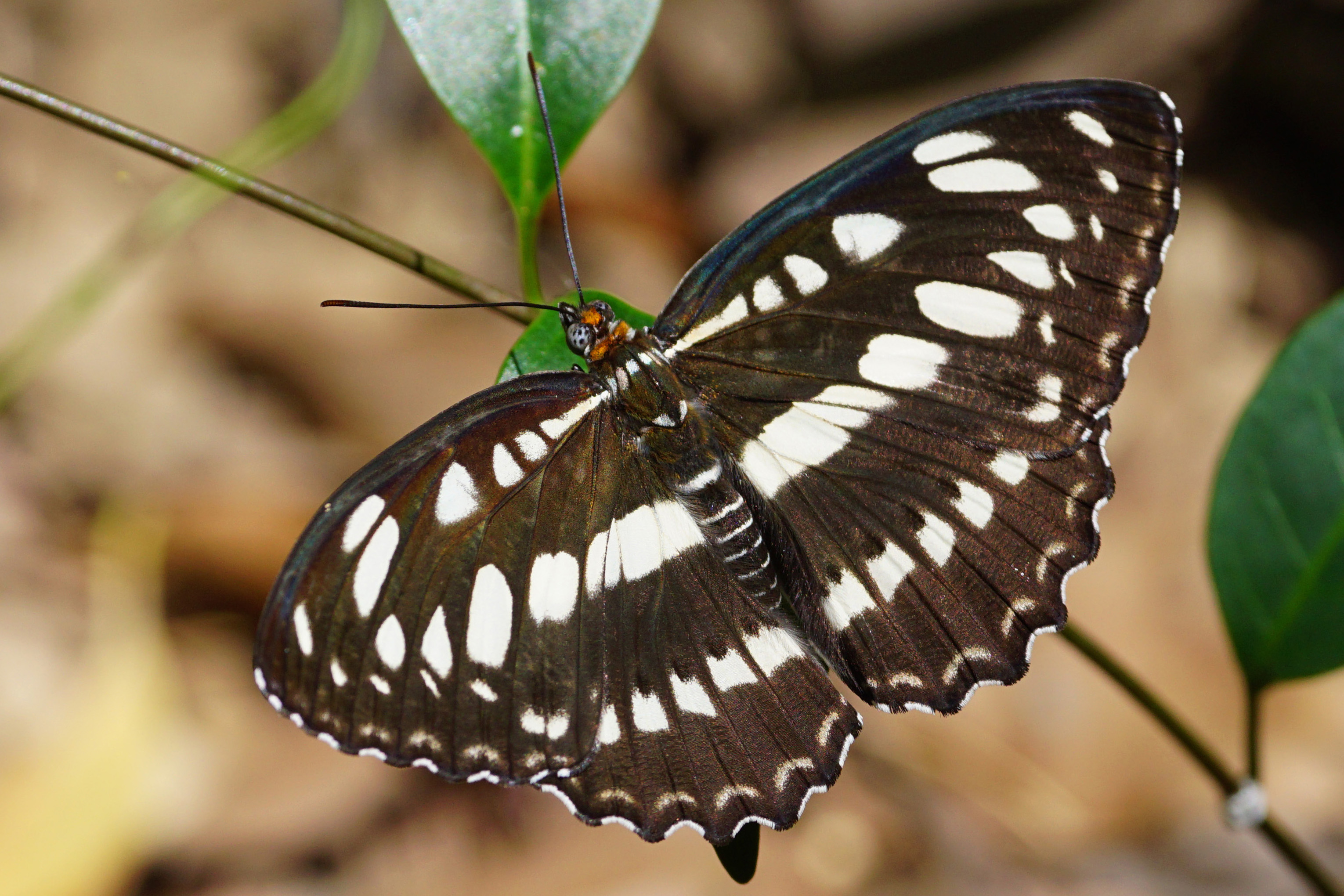 Athyma perius dorsal view 20150614