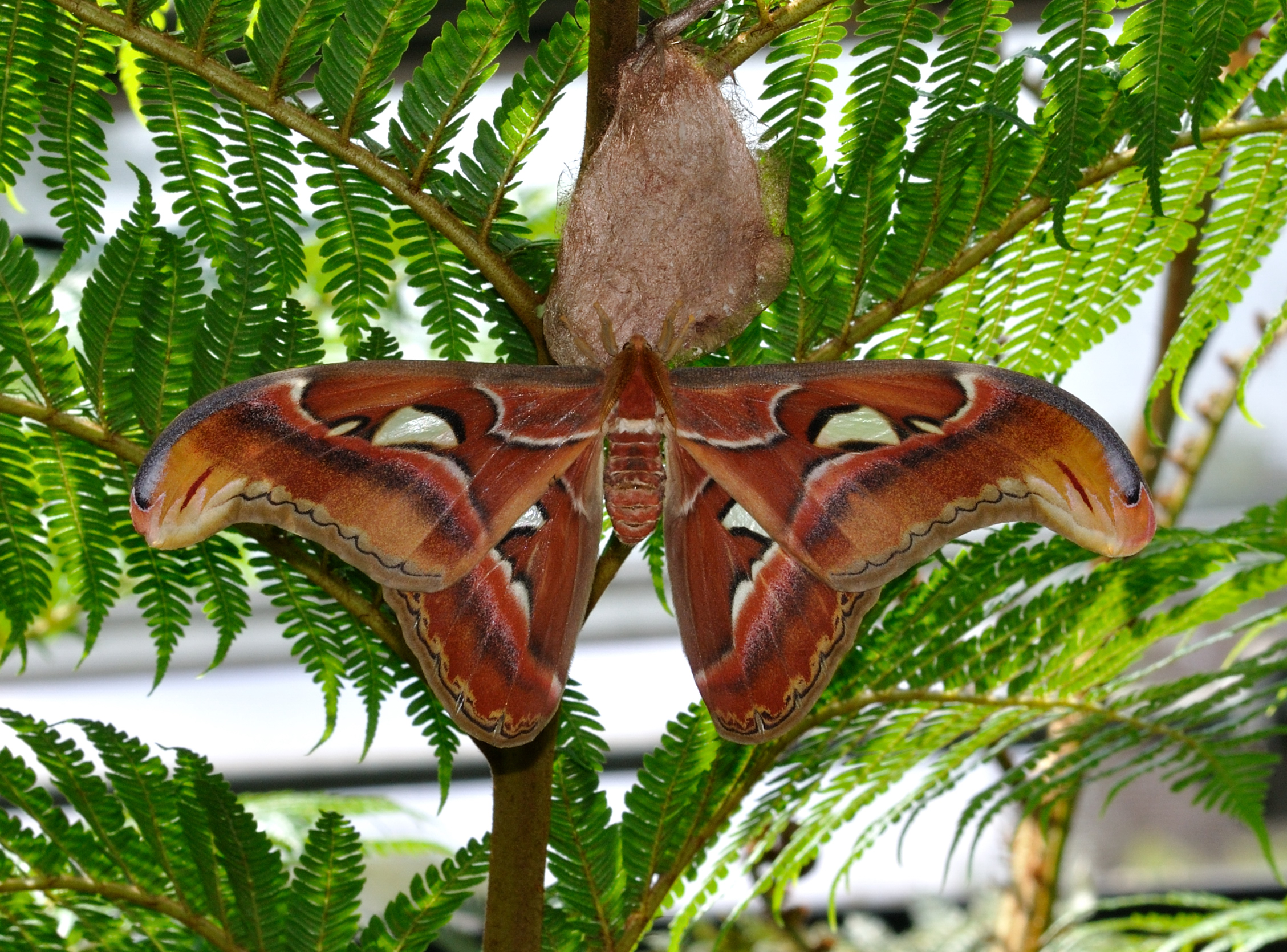 Attacus atlas qtl3