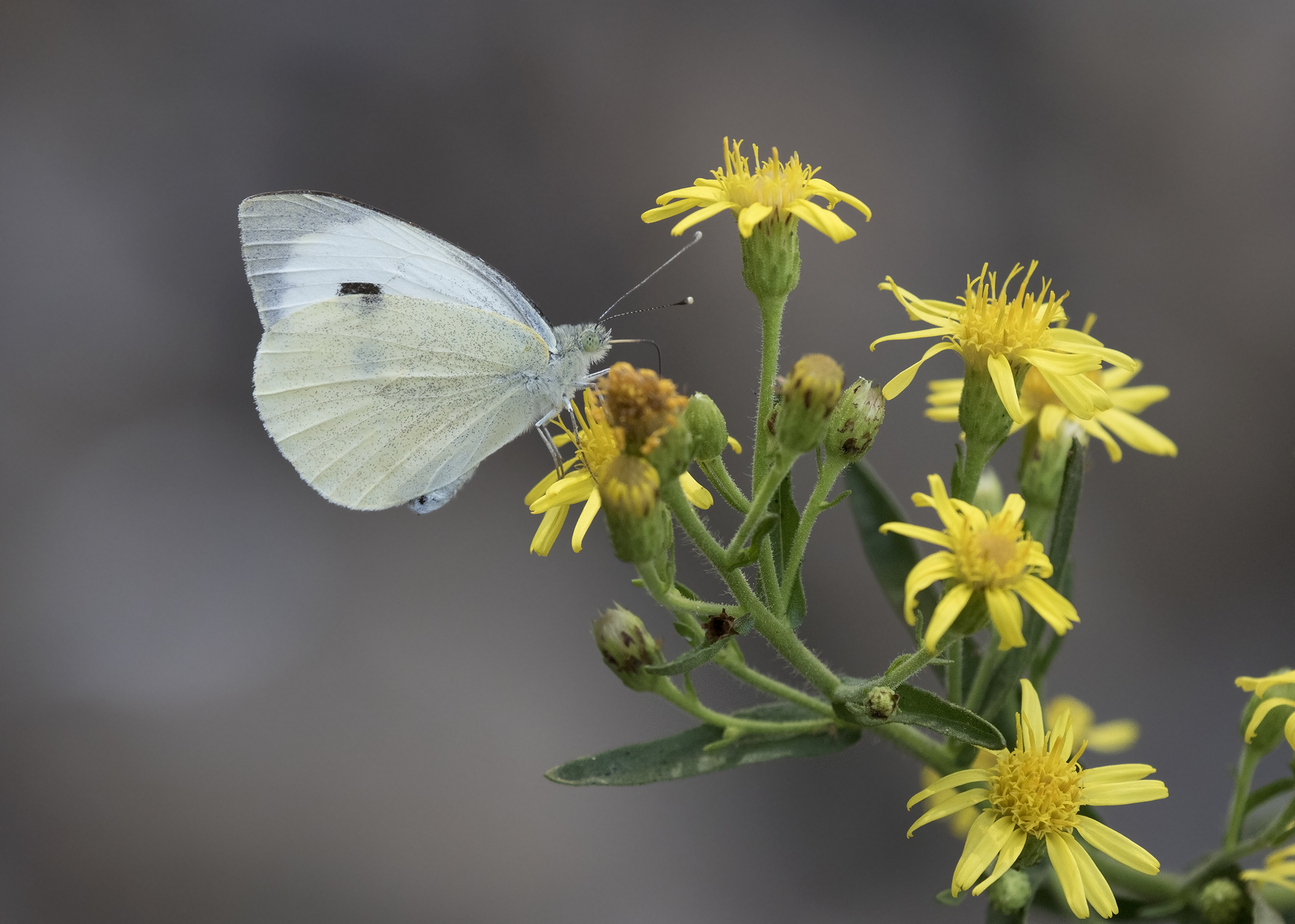 Büyük beyaz melek - Pieris brassicae