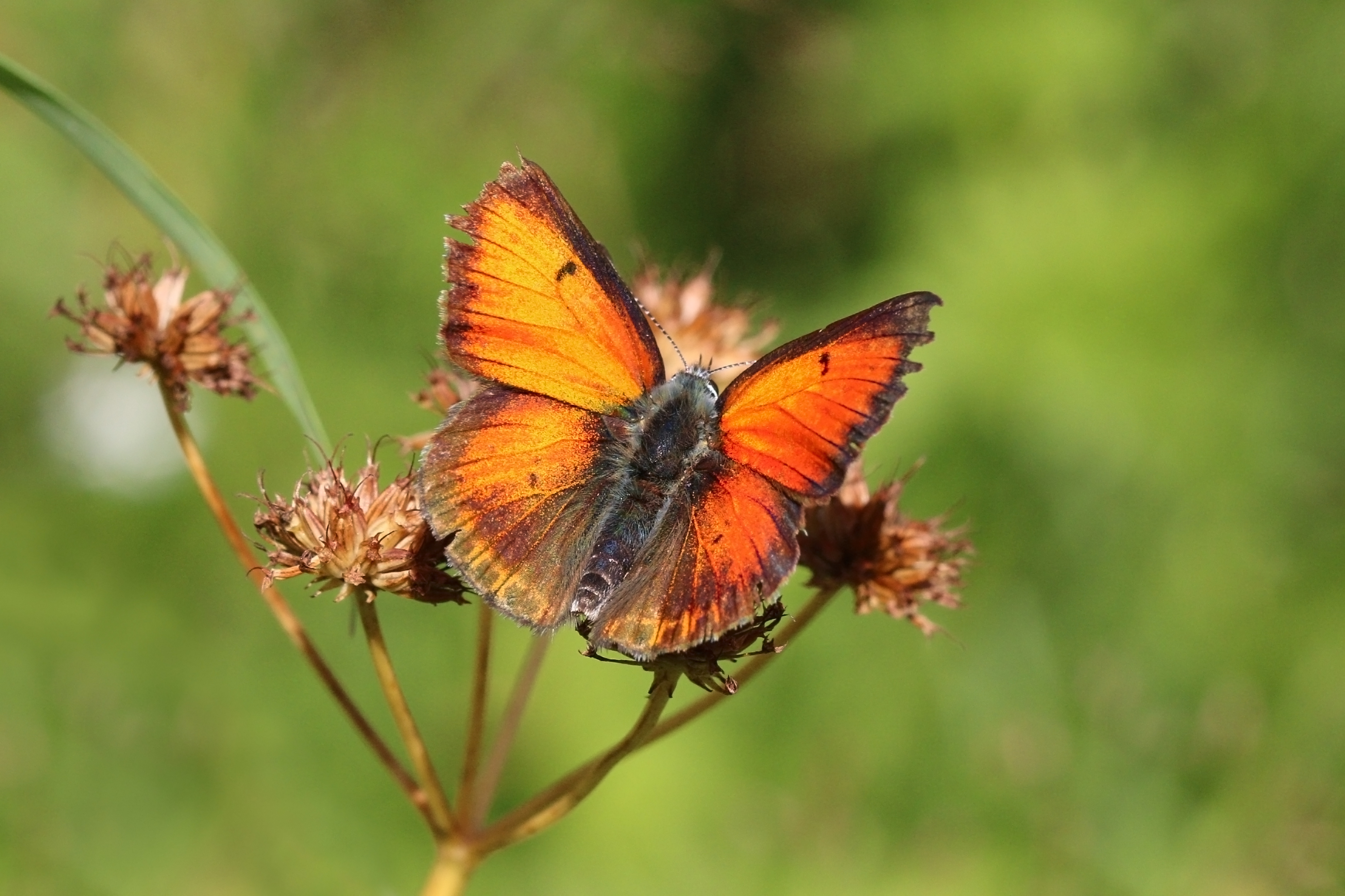 Balkan copper (Lycaena candens leonhardi) male Bulgaria