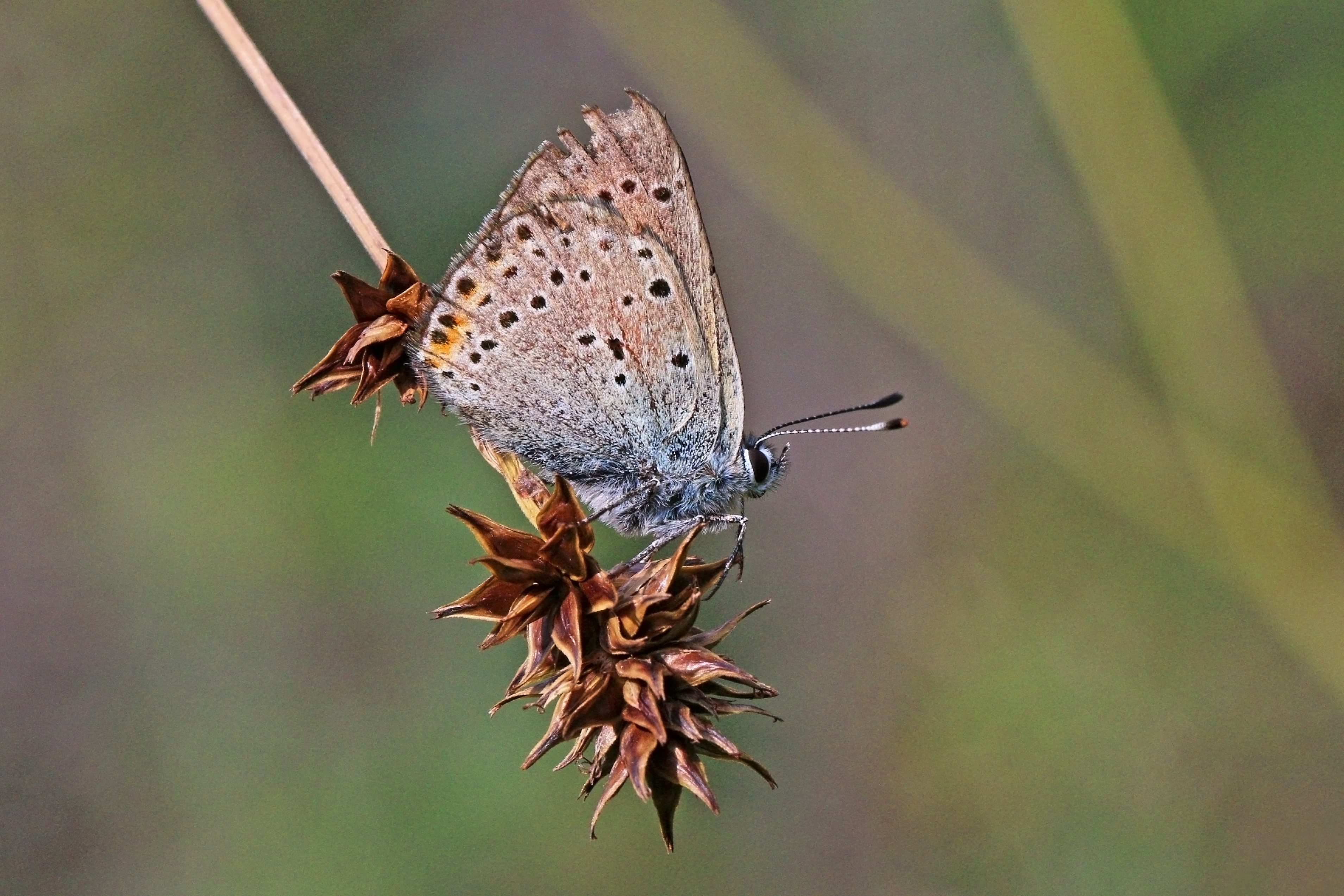 Balkan copper (Lycaena candens leonhardi) male underside Bulgaria