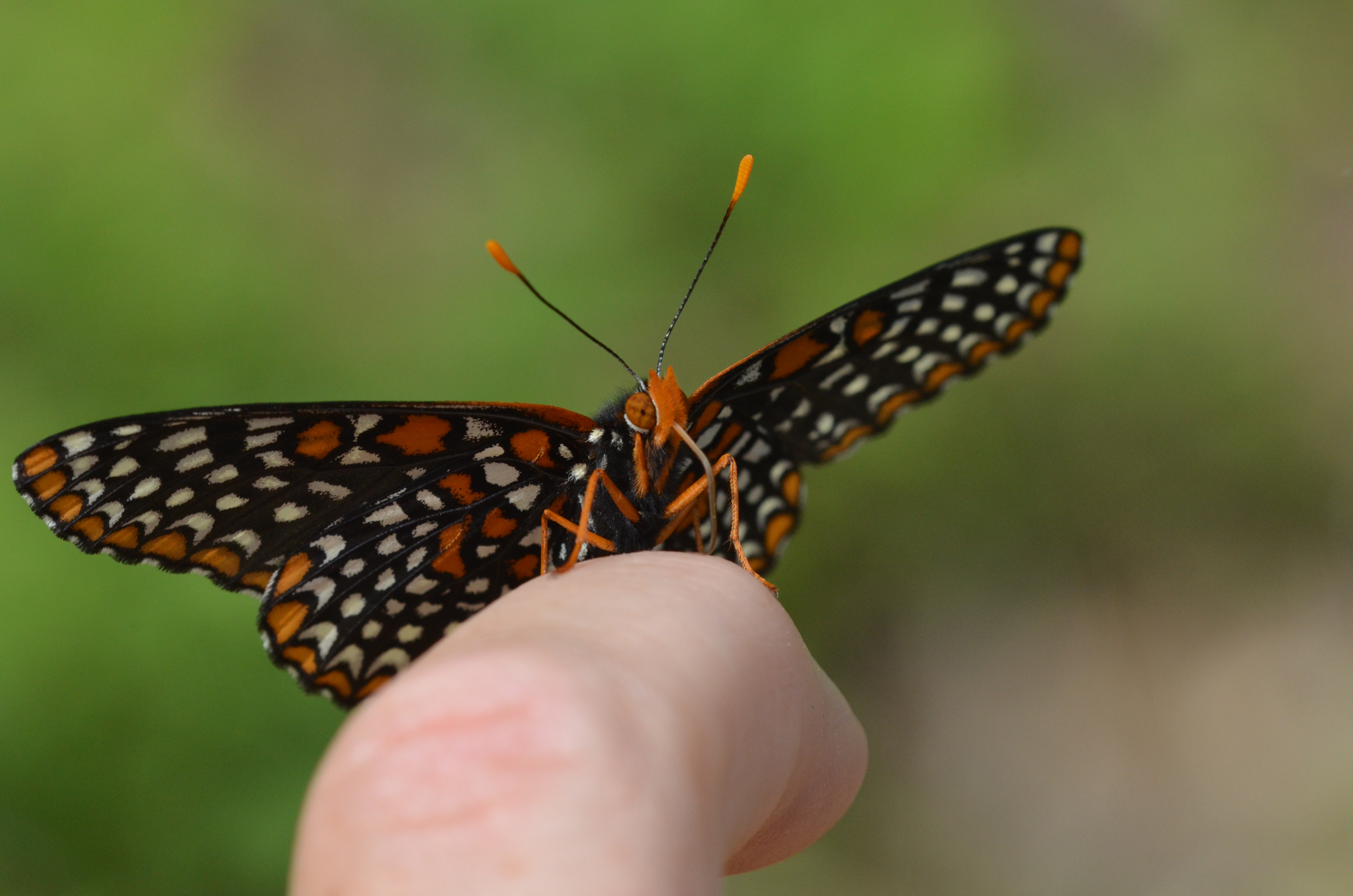Baltimore Checkerspot (14353854833)