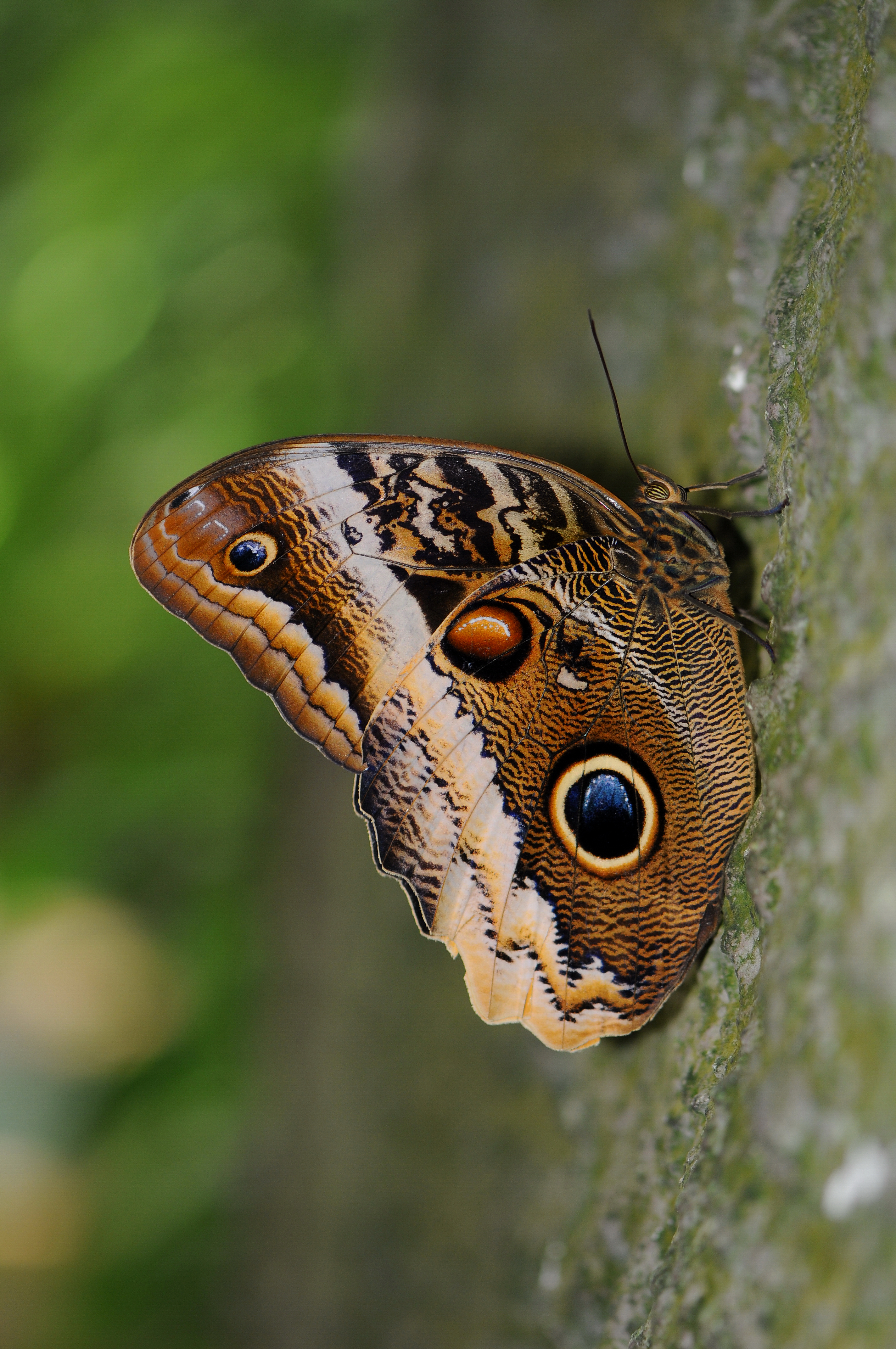 Bananenfalter, Caligo atreus dionysos 1
