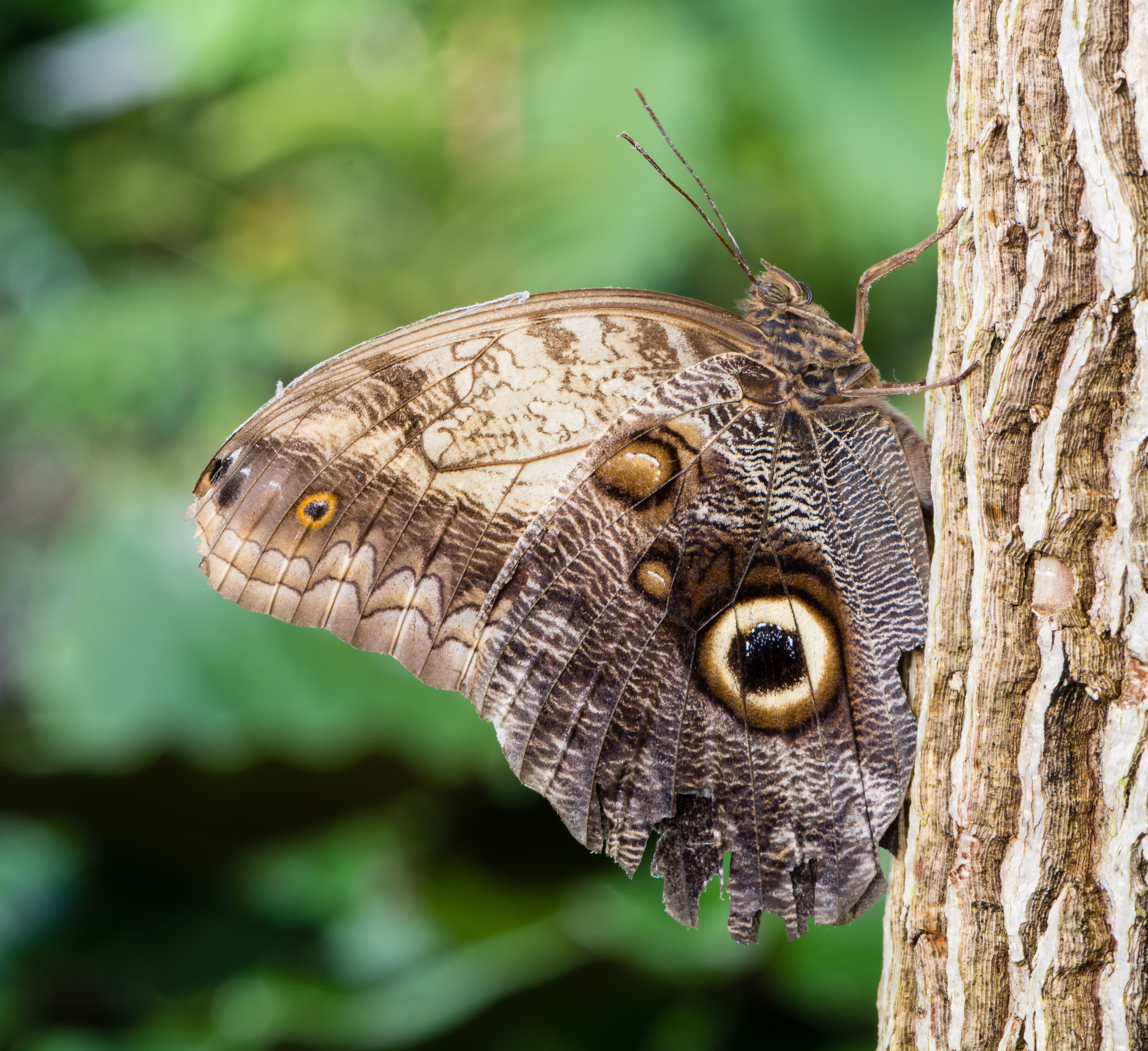 Bananenfalter Caligo memnon 2014